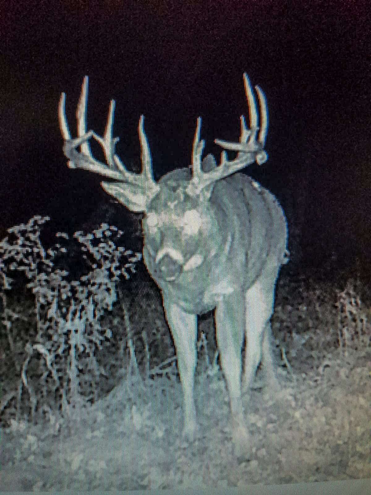 Trail cameras helped the hunter and his father keep tabs on this giant buck. (Travis Mlodik photo)