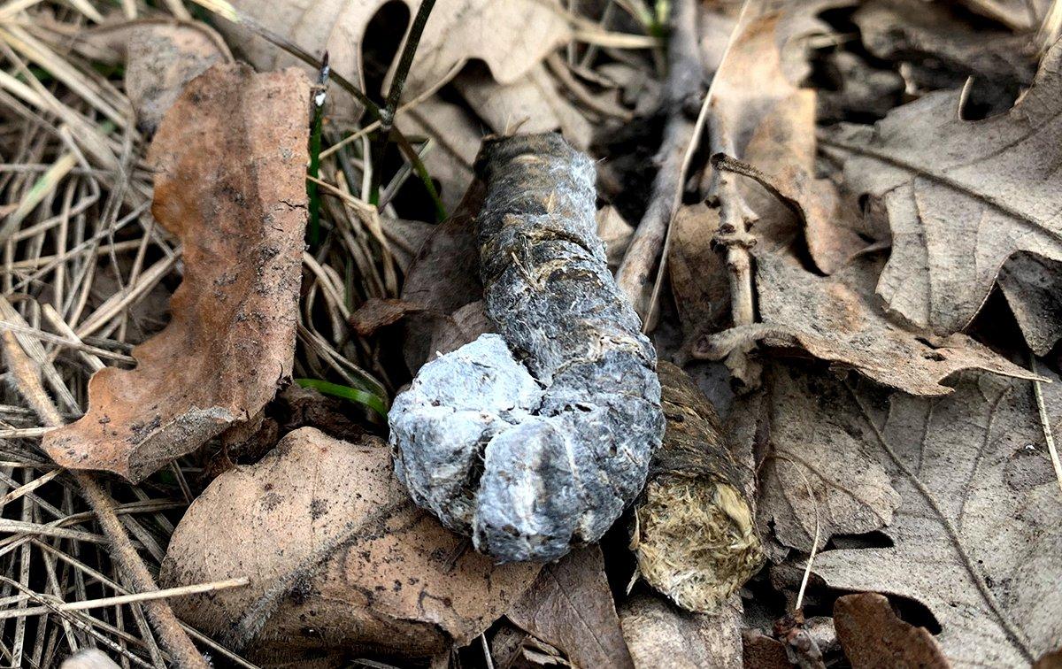 Nebraska and South Dakota turkeys often roost in the same big cottonwood trees year after year. You'll know when you find such a location, as droppings will be everywhere. Image by Rebecca McDougal