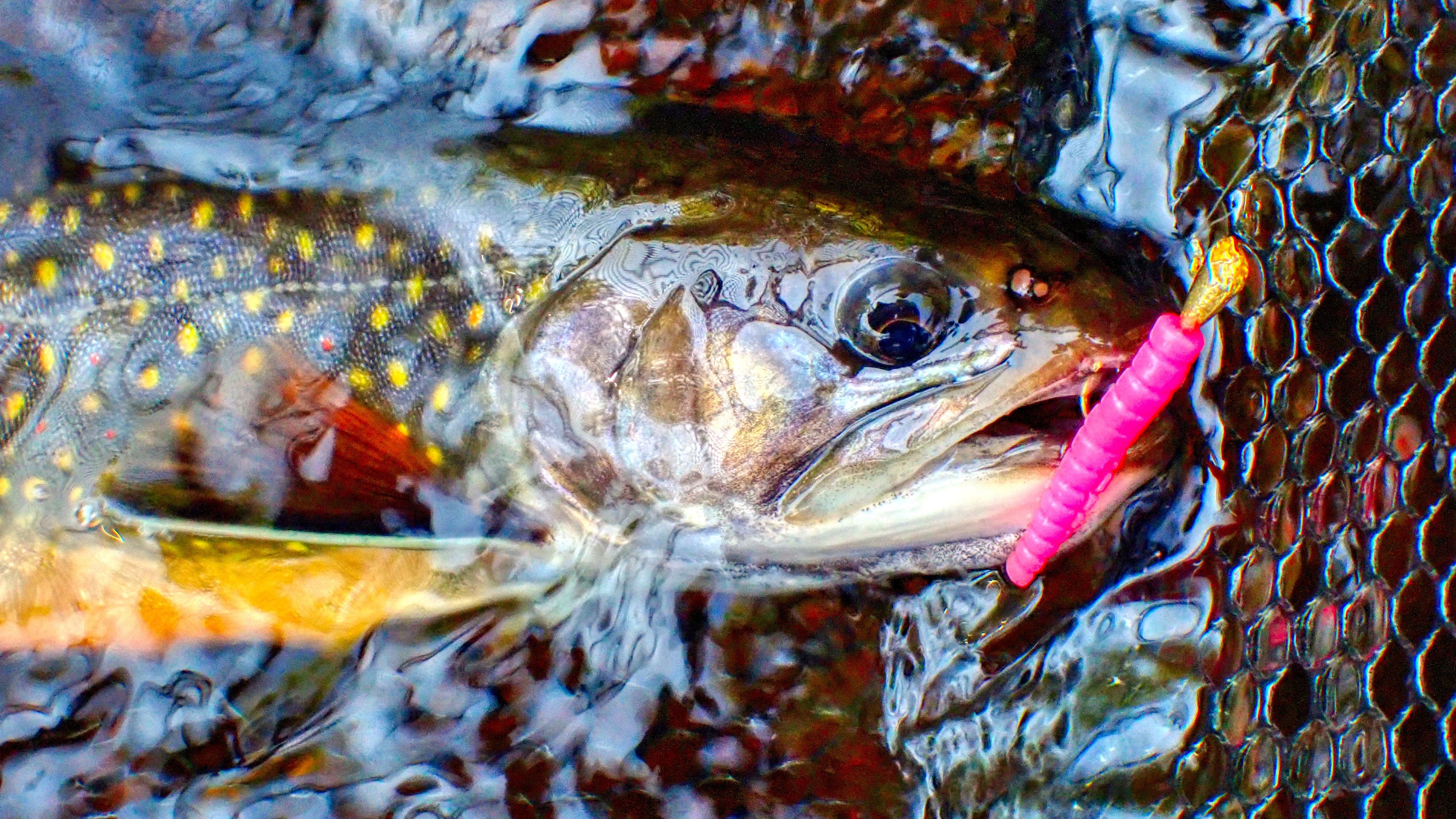 Image: trout_tactics_6