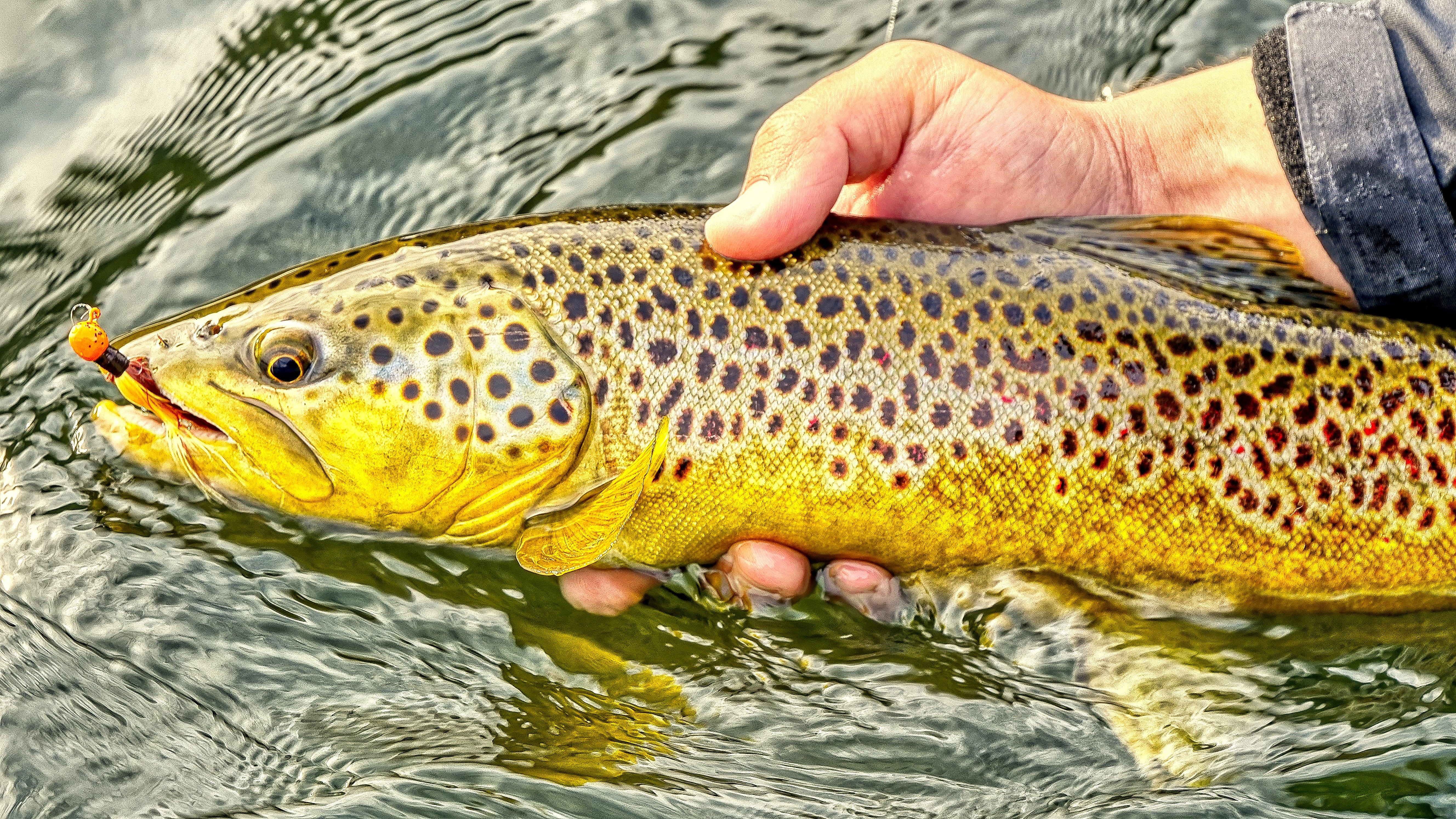 Image: trout_tactics_8