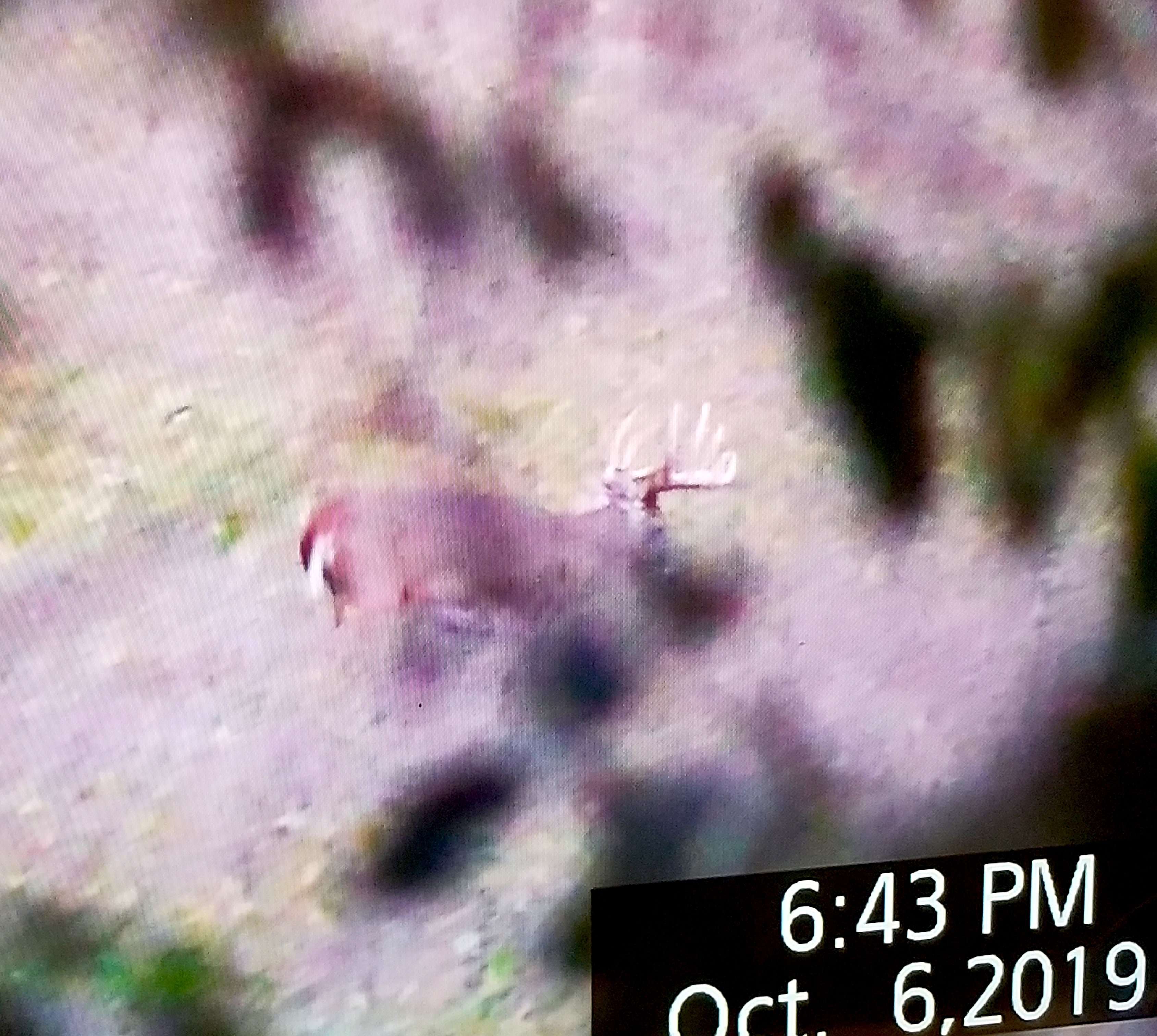 What would you do if this buck were at 60 yards? (Cody Tucker photo)