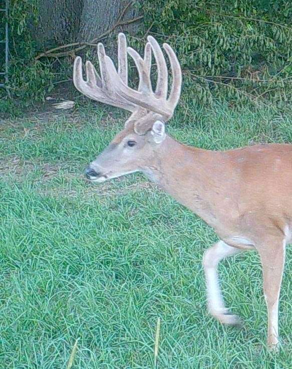 As usual, the buck looked ever more impressive in velvet. (Cody Tucker photo)