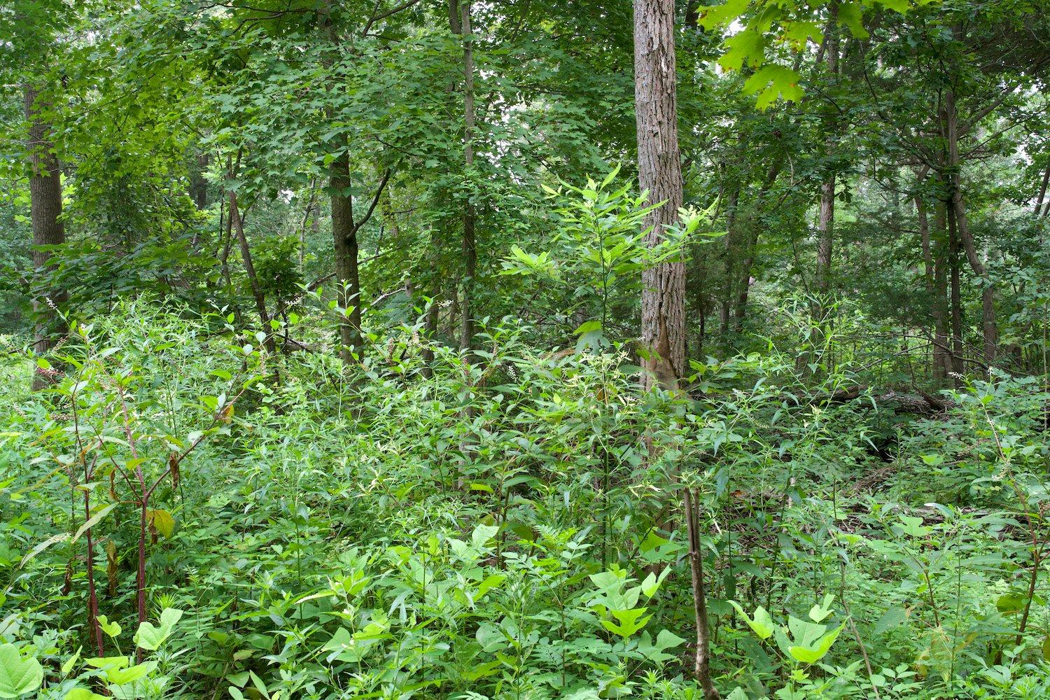 Don't get tunnel vision when hunting a property year after year. Never stop learning about the ground you hunt. (John Kirby photo)