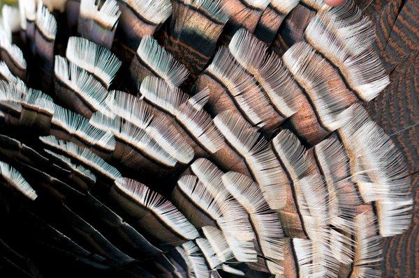 Turkey hunting in Montana. Image by John Hafner