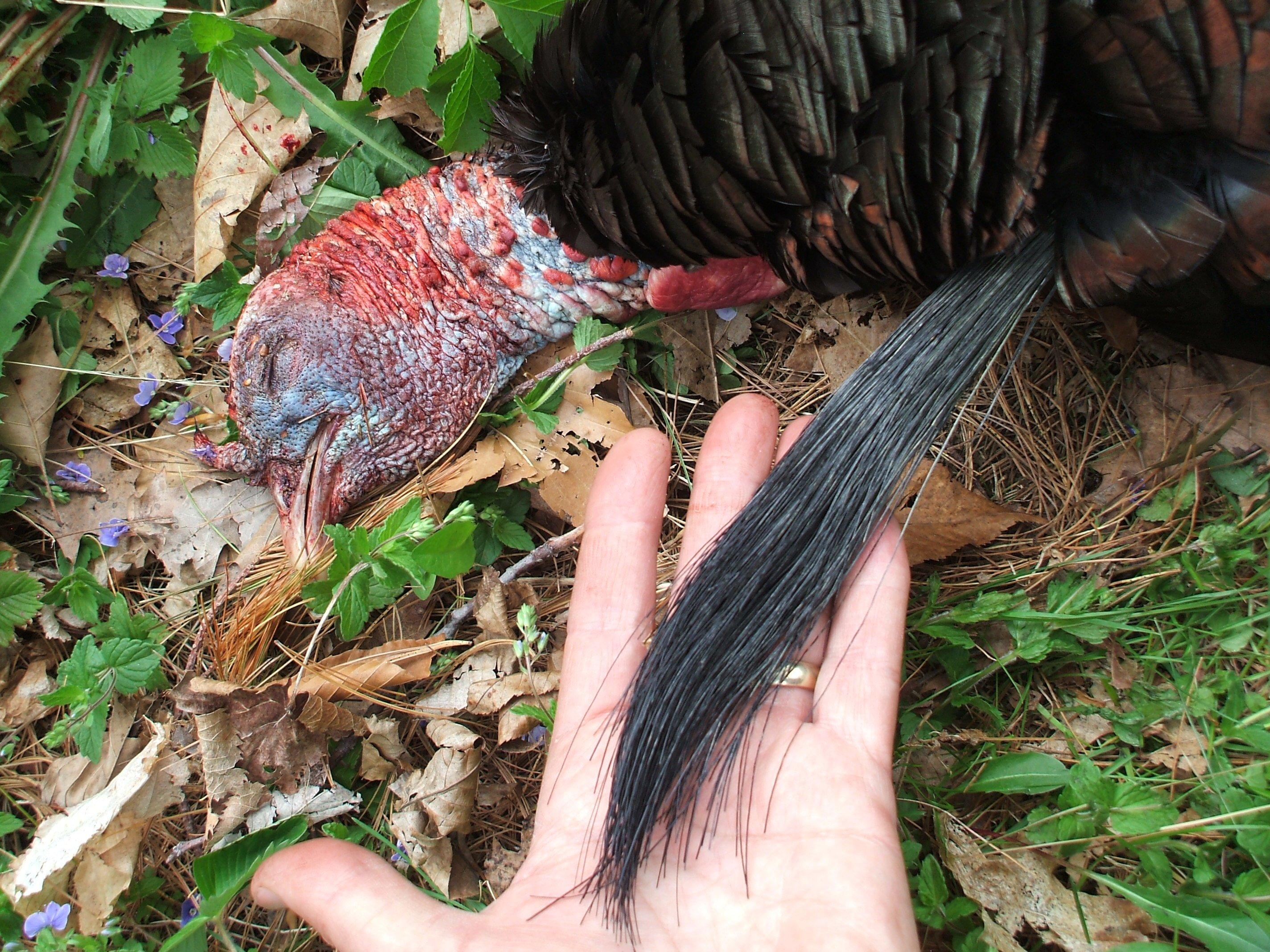 Turkey Hunting in Vermont. Image by Steve Hickoff 