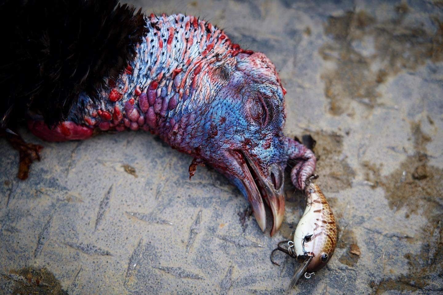 Wood speculates the crankbait was stuck in a tree and the gobbler flew into it. Image by Hunter Wood