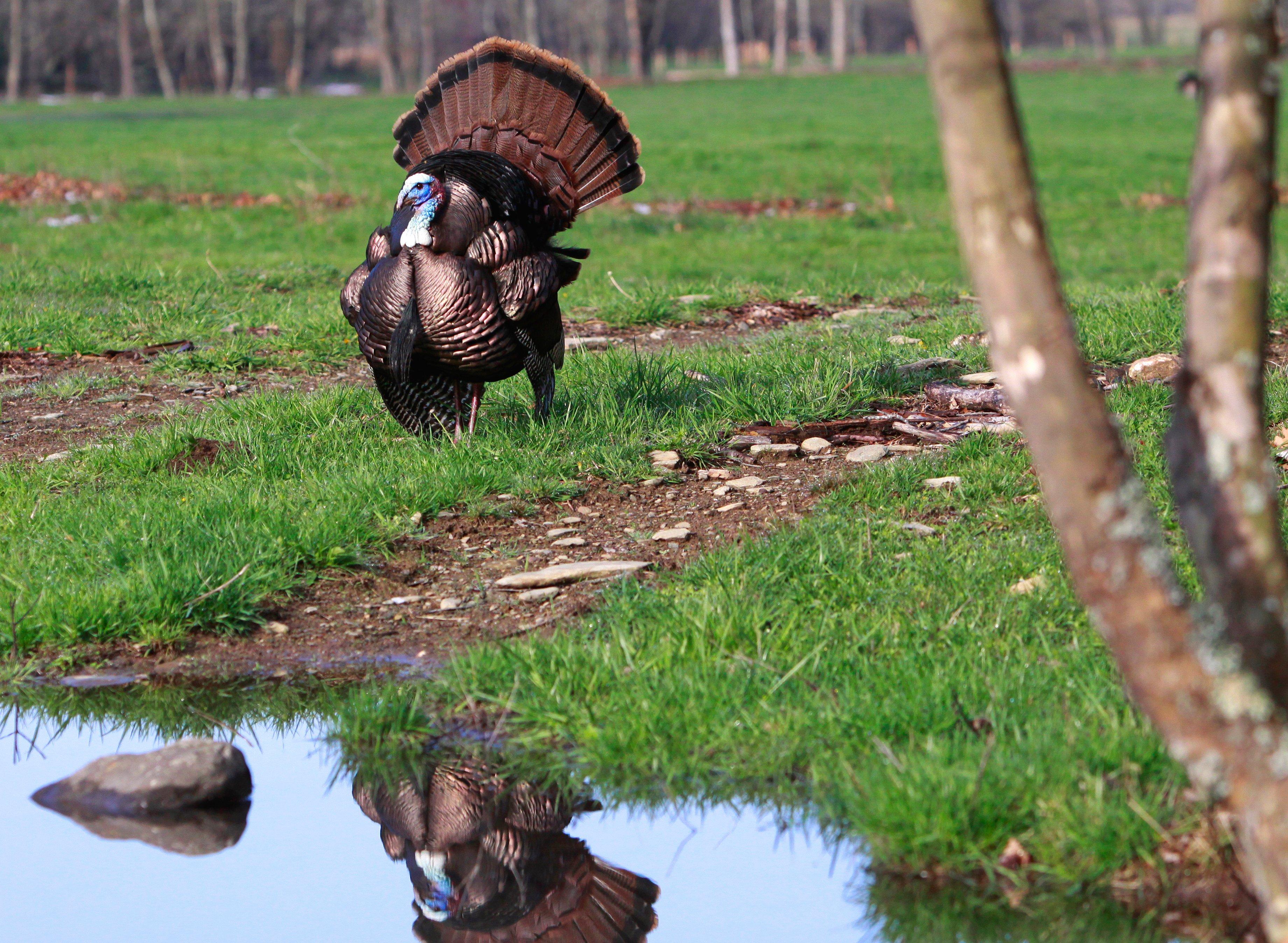 Image: turkey_forecast_south_1