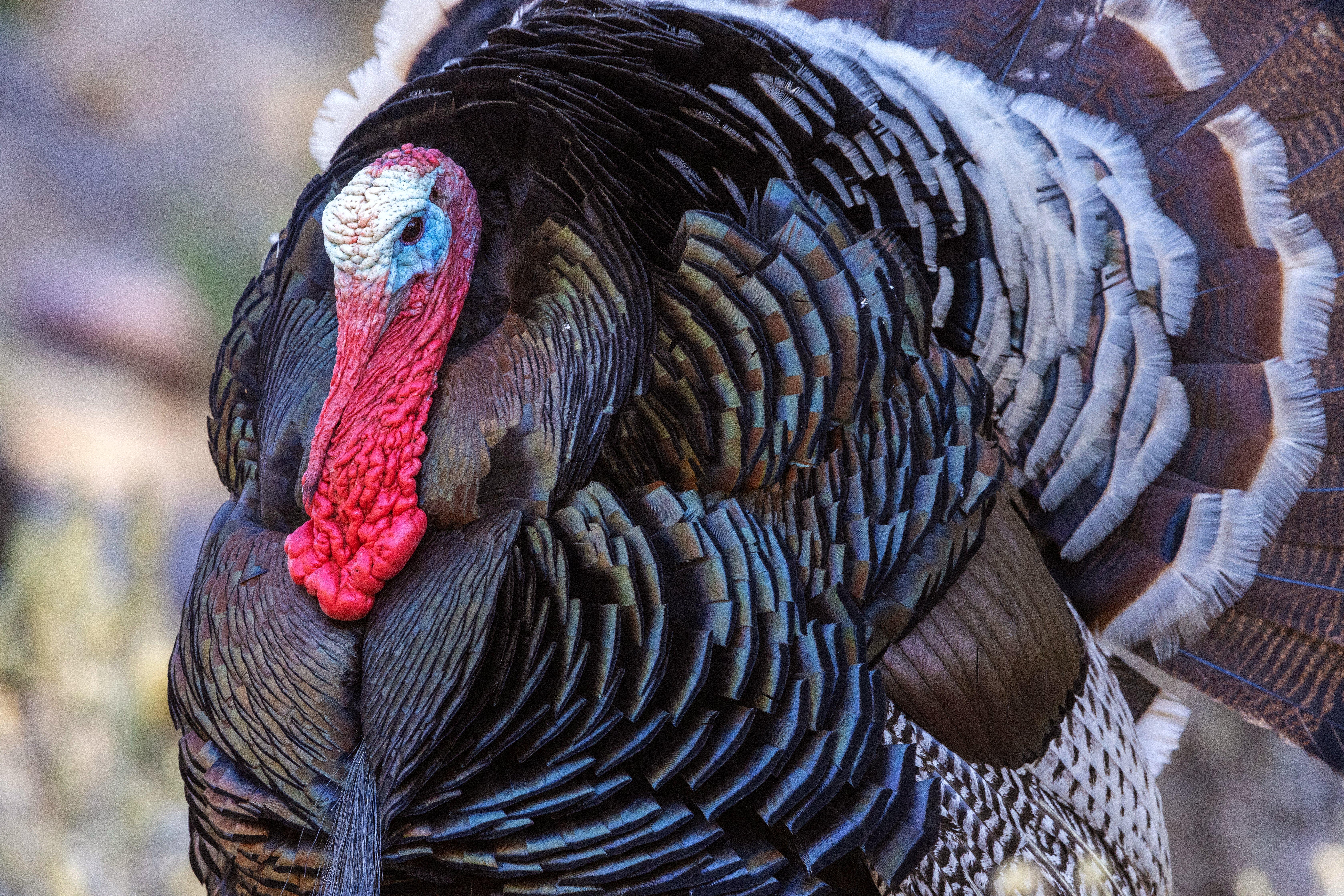 Image: turkey_forecast_west