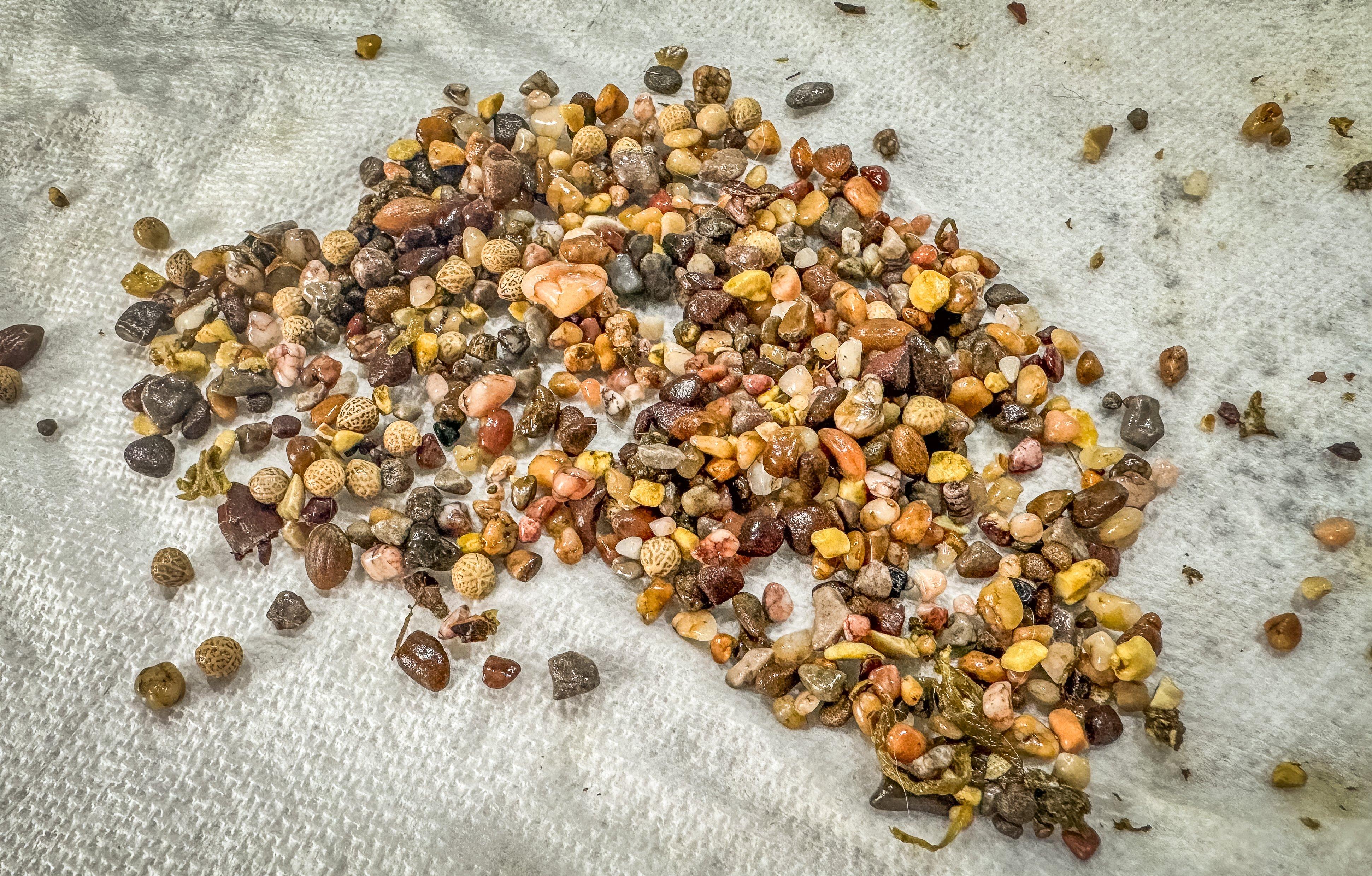 Image: turkey_gizzard_stones_1