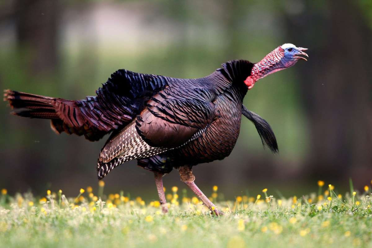 Break the Turkey Gobbling Code This Spring - Realtree Camo