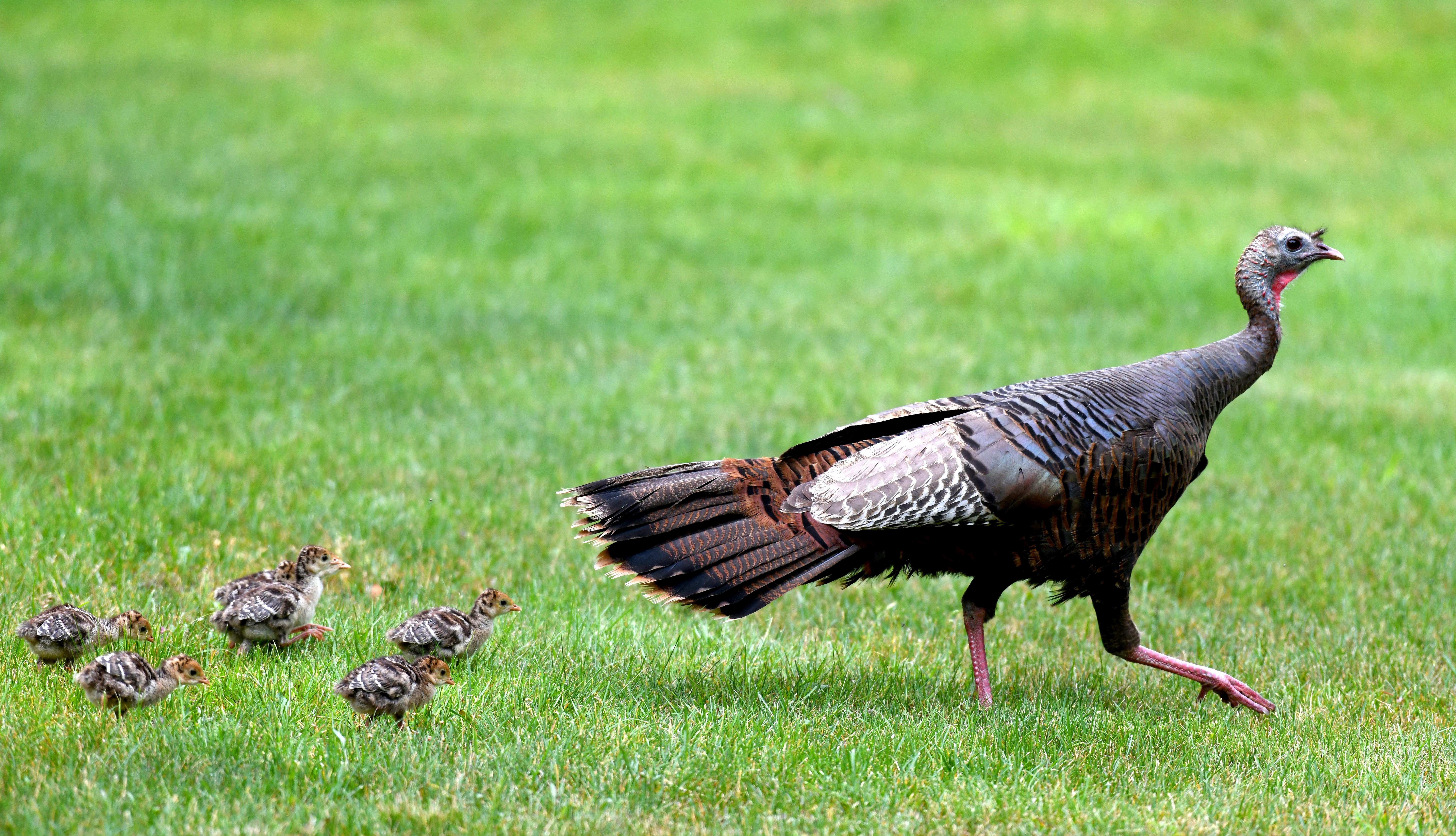 Image: turkey_habitat_improvement_4
