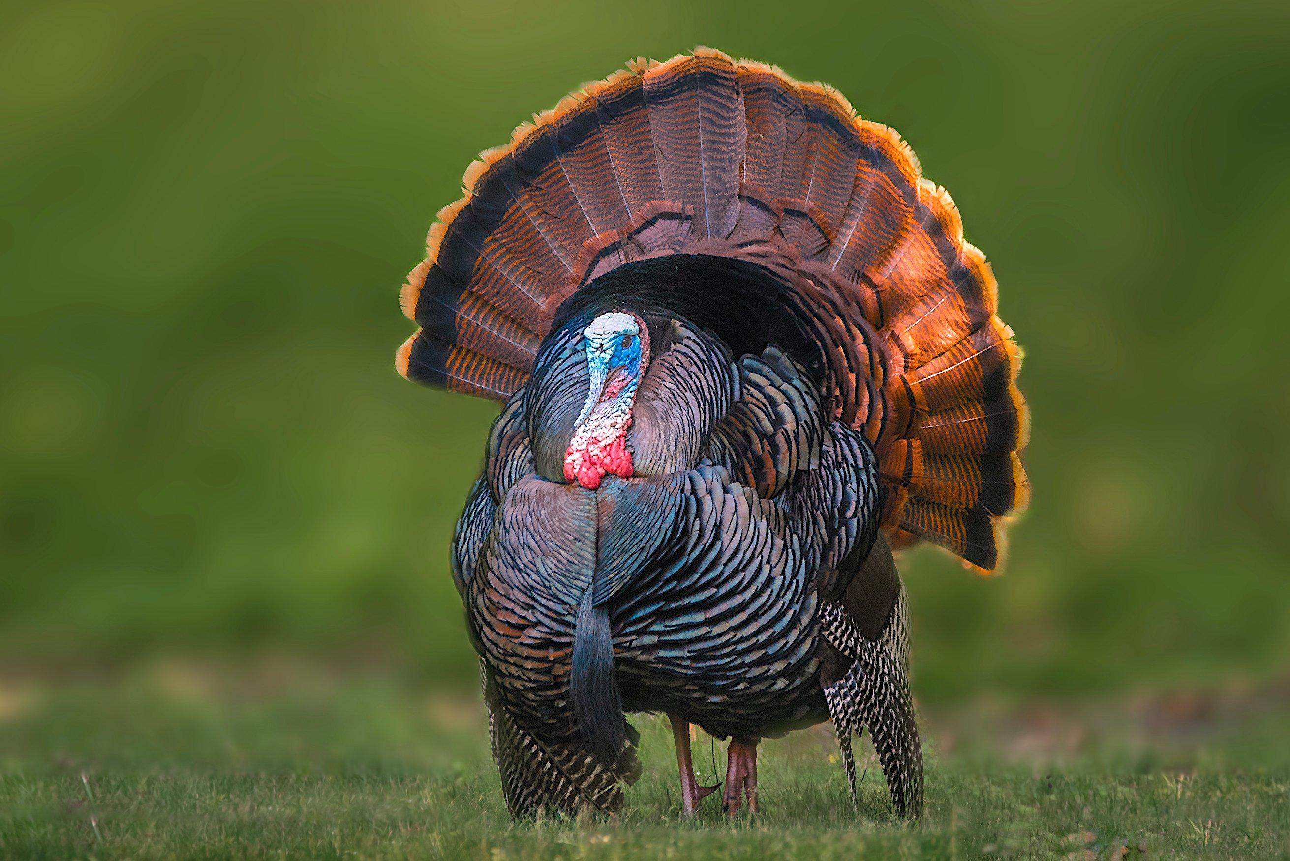Image: turkey_habitat_improvement_5