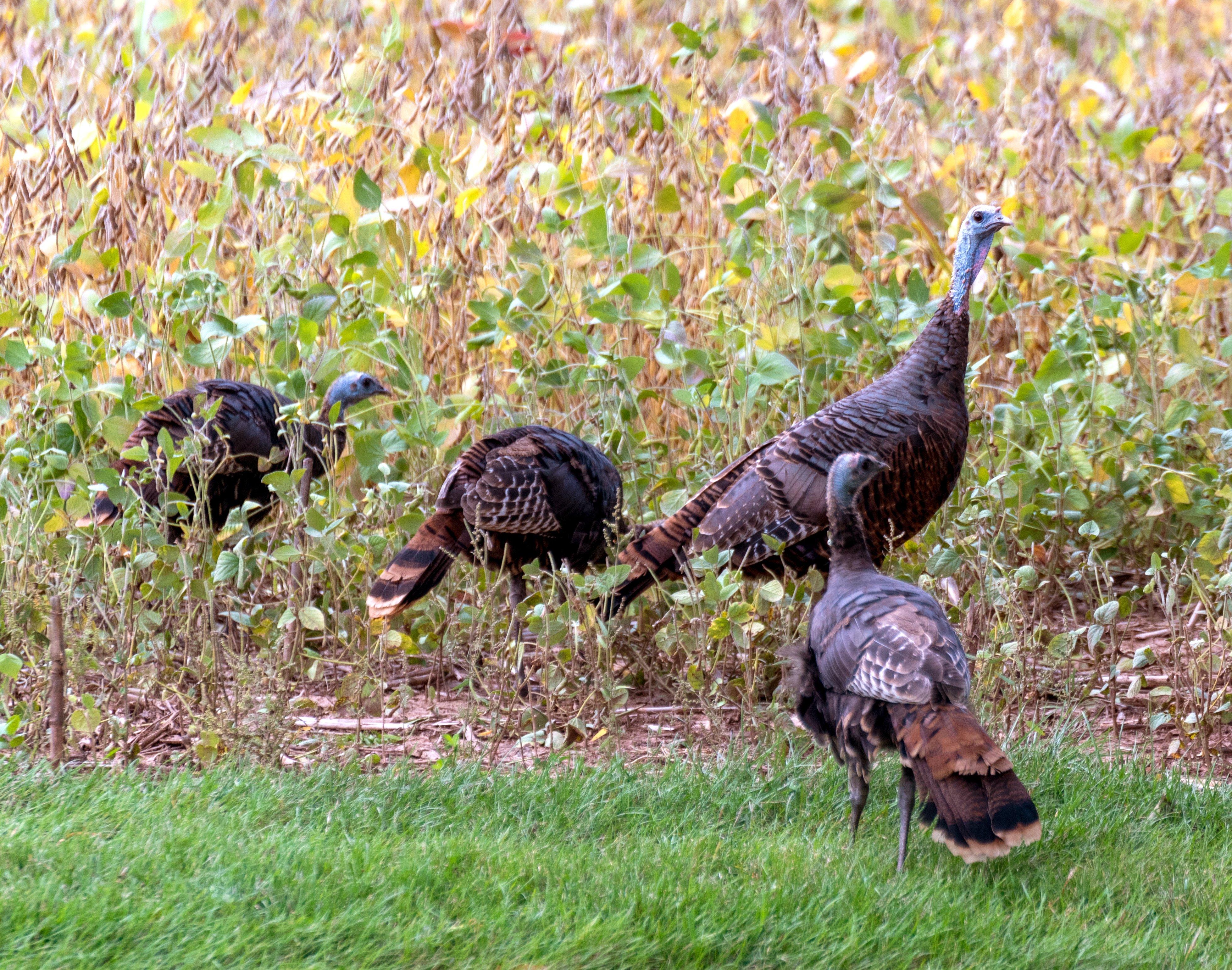 Image: turkey_poult_1