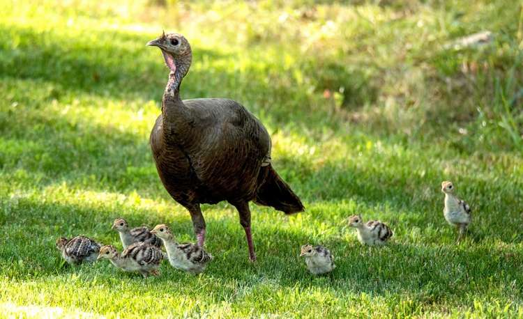 10 Things You Didn't Know About Turkey Poults Image