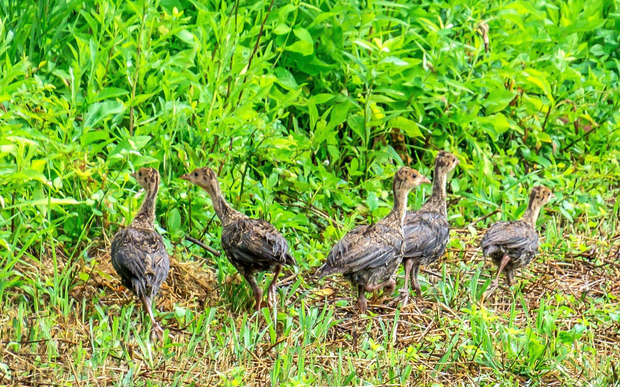 Image: turkey_poults_cicadas