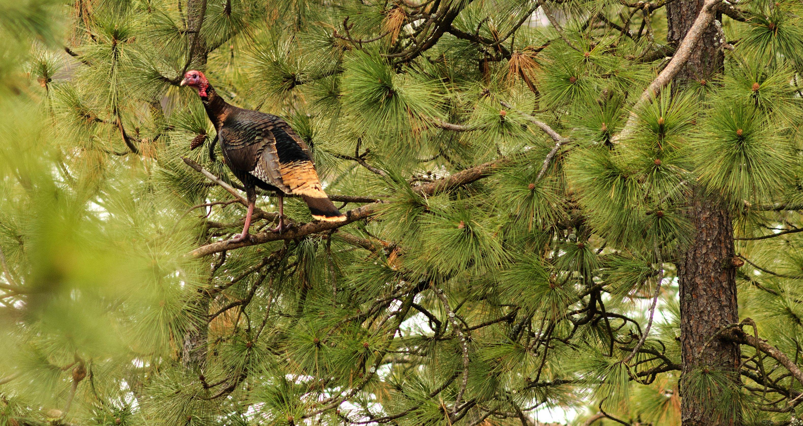 what does a turkey roost look like