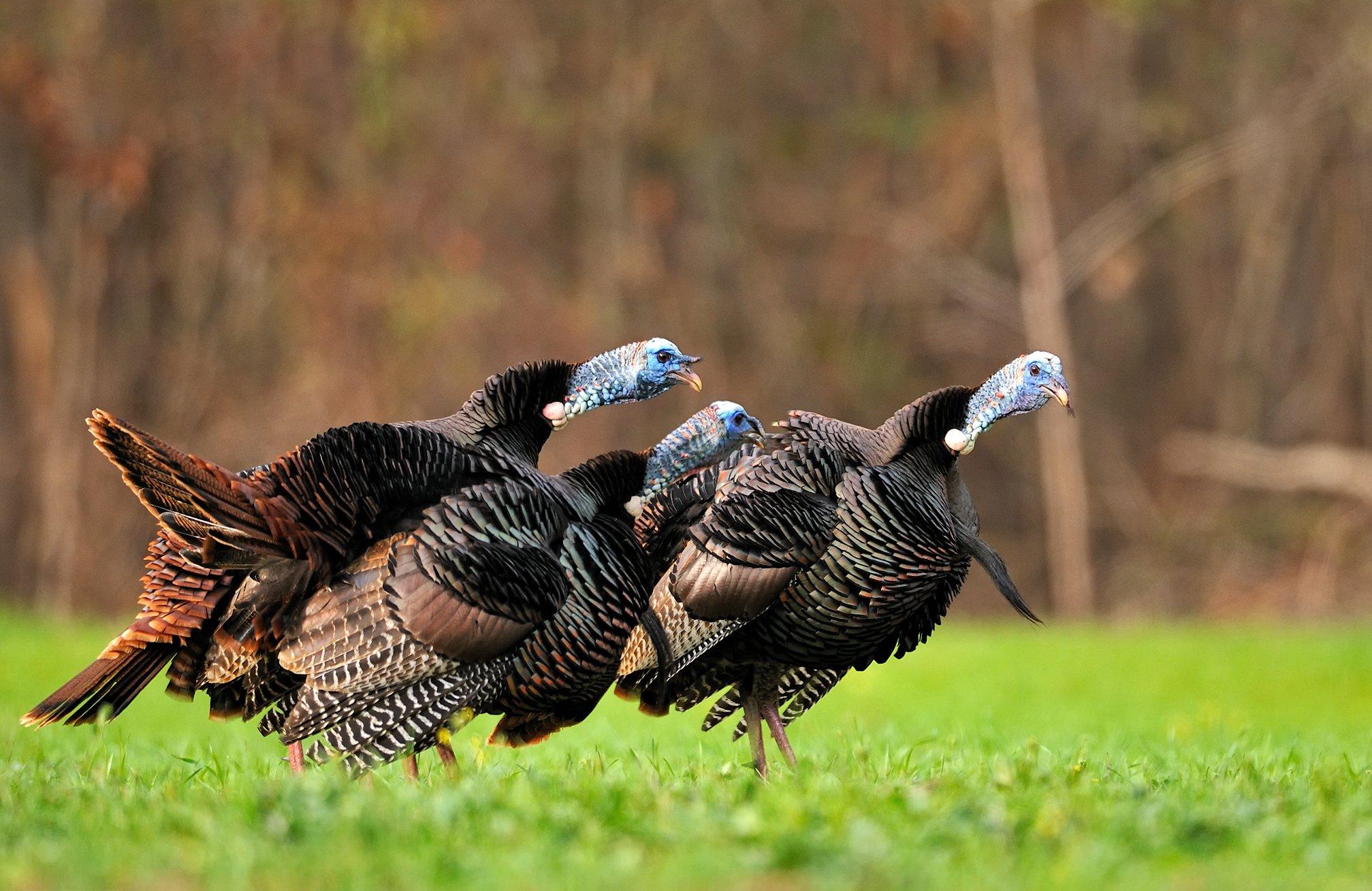 Image: turkey_sleeper_states