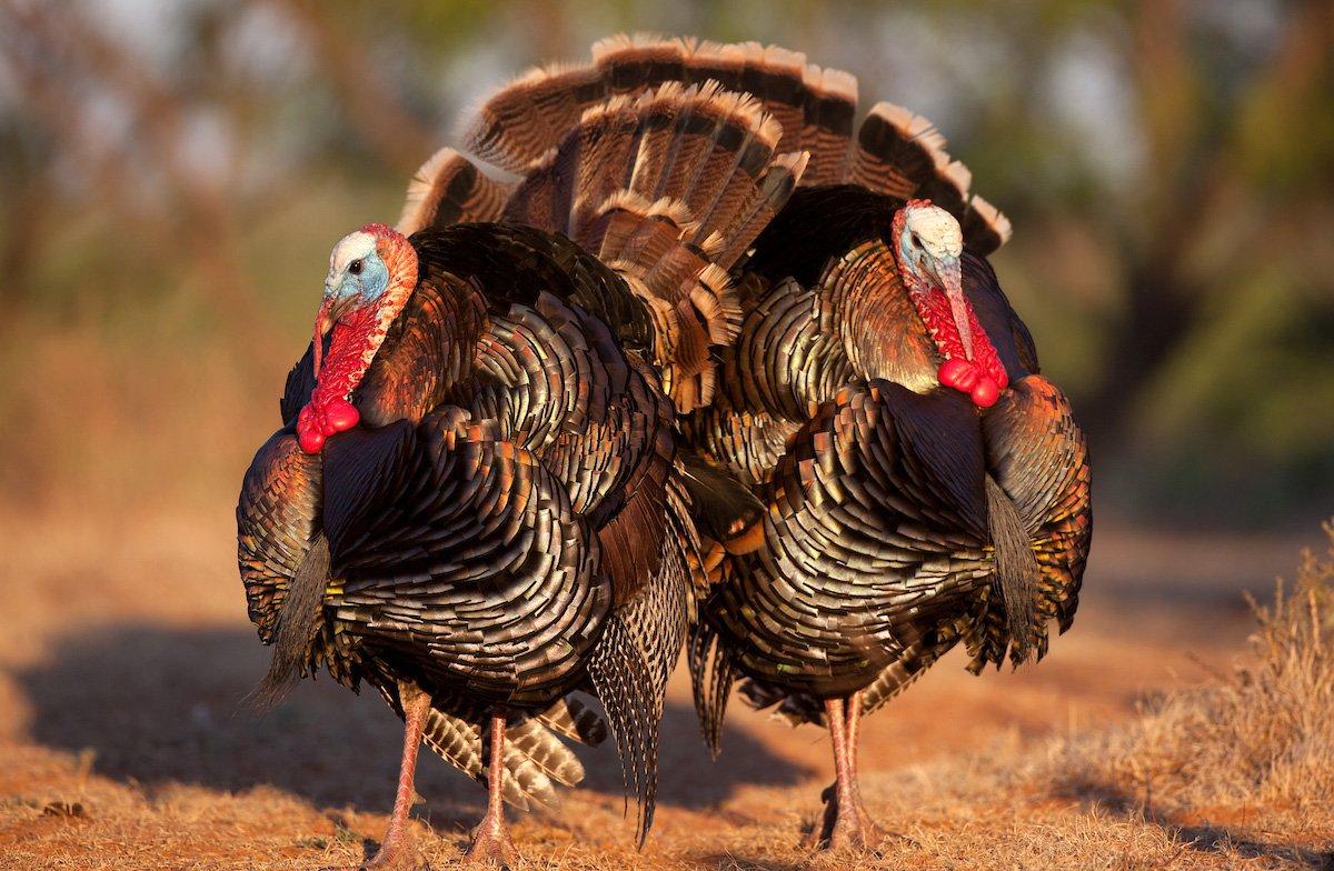 Bring a good pair of binoculars if you hunt the Southwest, as Rios like to move long distances from roosts before looping back to fly up for the night. Image by Russell Graves