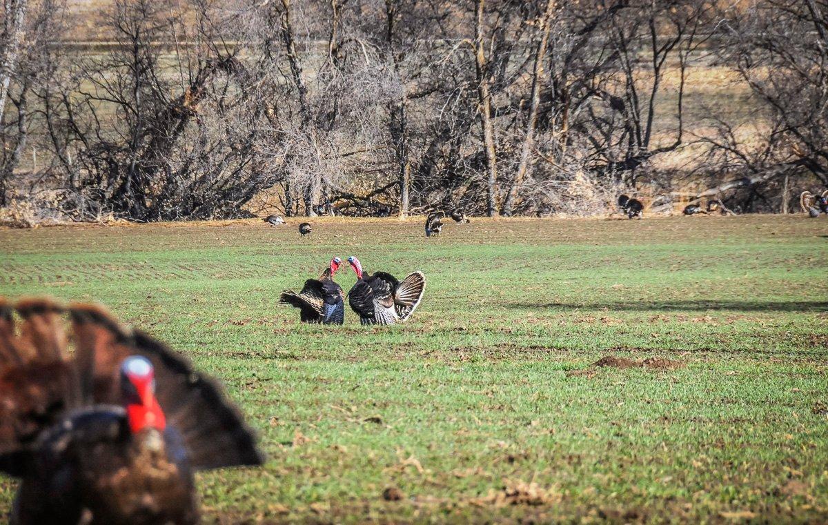 Some states with stable turkey populations and vast public lands may be just fine? (© Stephanie Mallory photo)