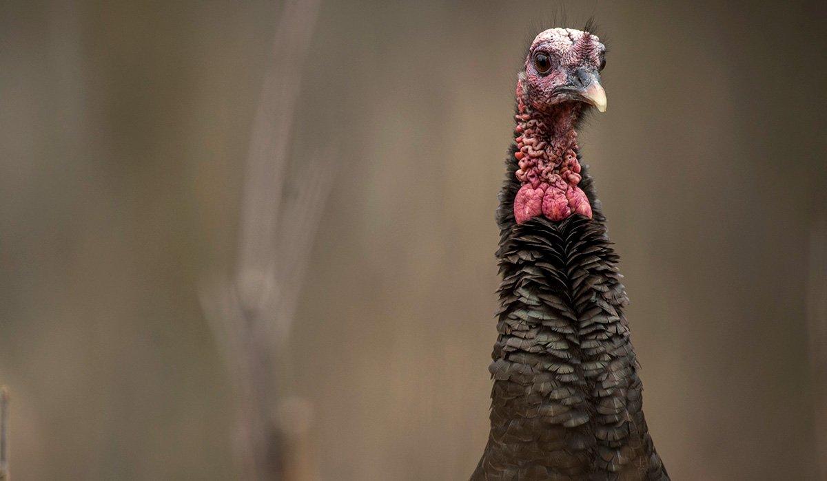 A mature fall gobbler is the epitome of a paranoid survivalist. You've got to adjust your calling tactics to pull one into range. (© John Hafner photo)