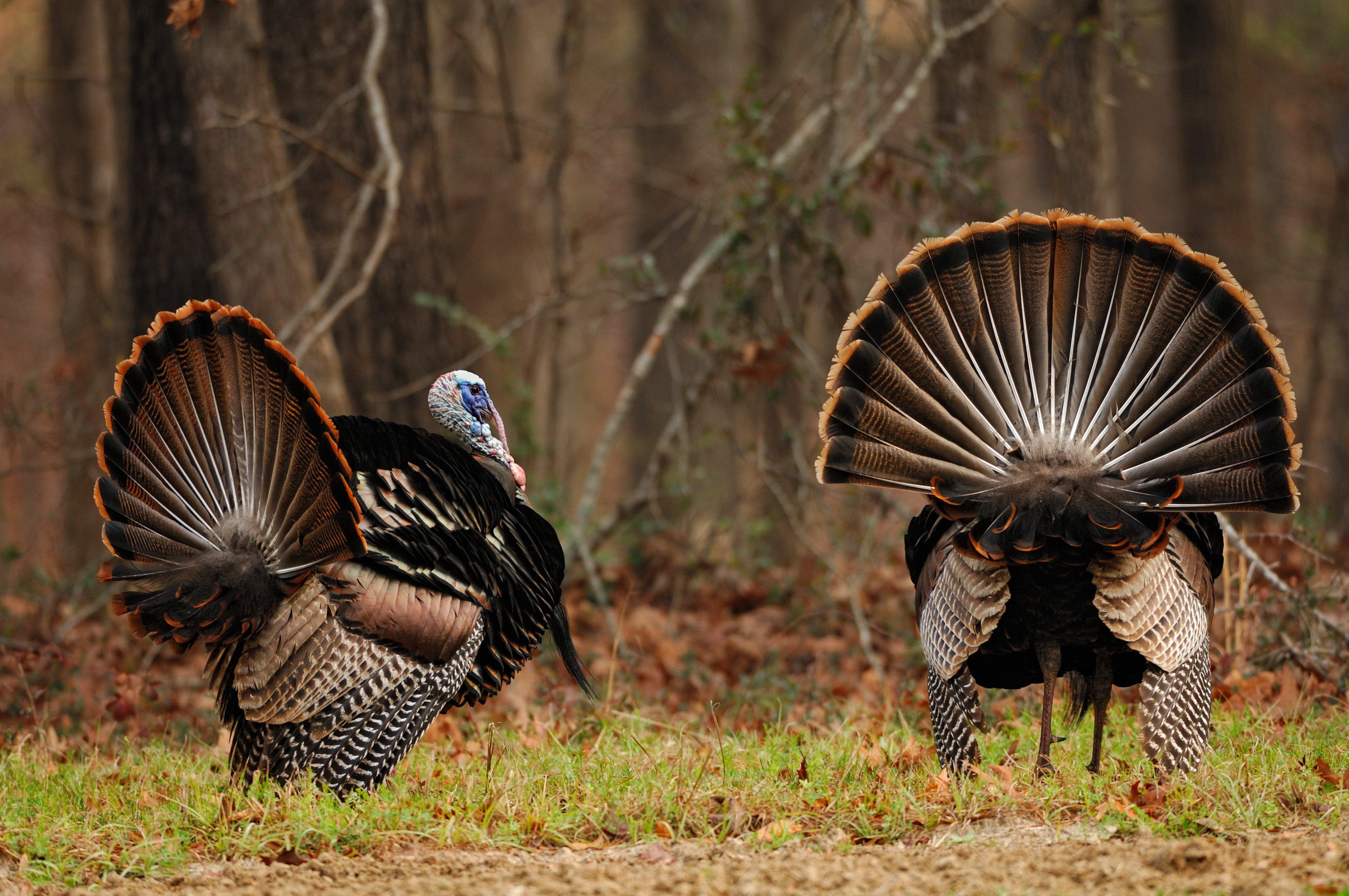 Turkey Hunting in Alabama (c) Tes Randle Jolly photo