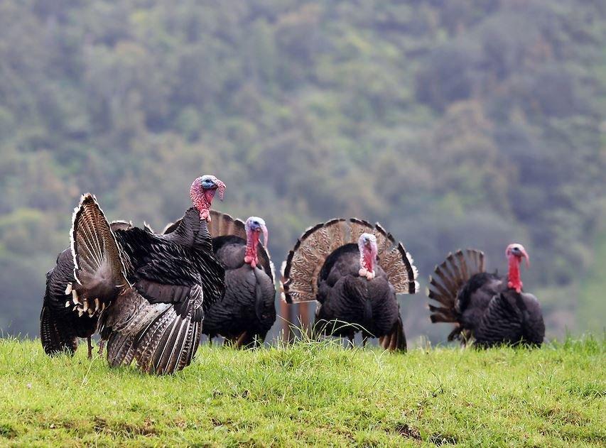 Turkey Hunting in Colorado © John Hafner photo