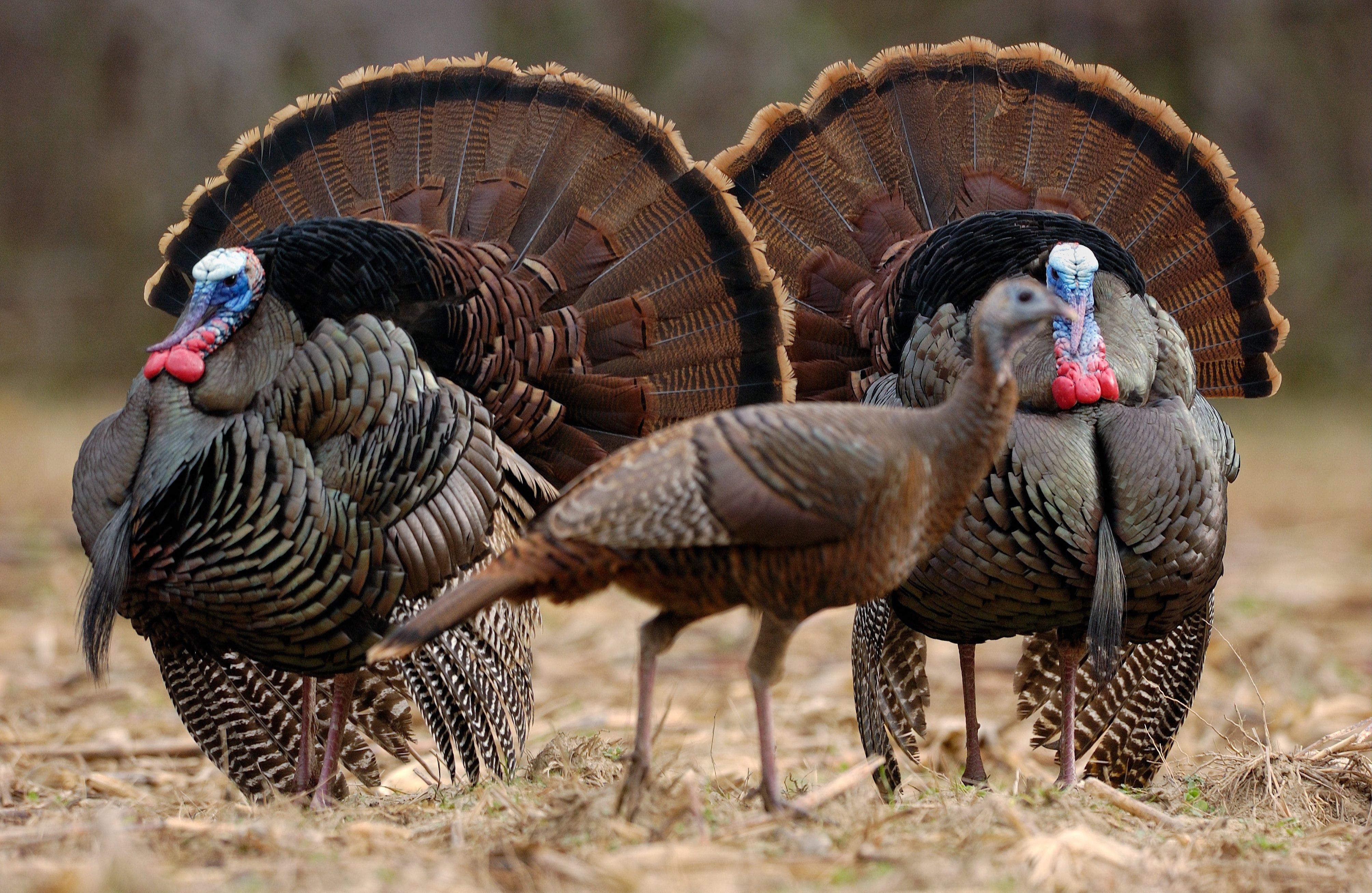 Turkey Hunting in Connecticut. Image by Tes Randle Jolly