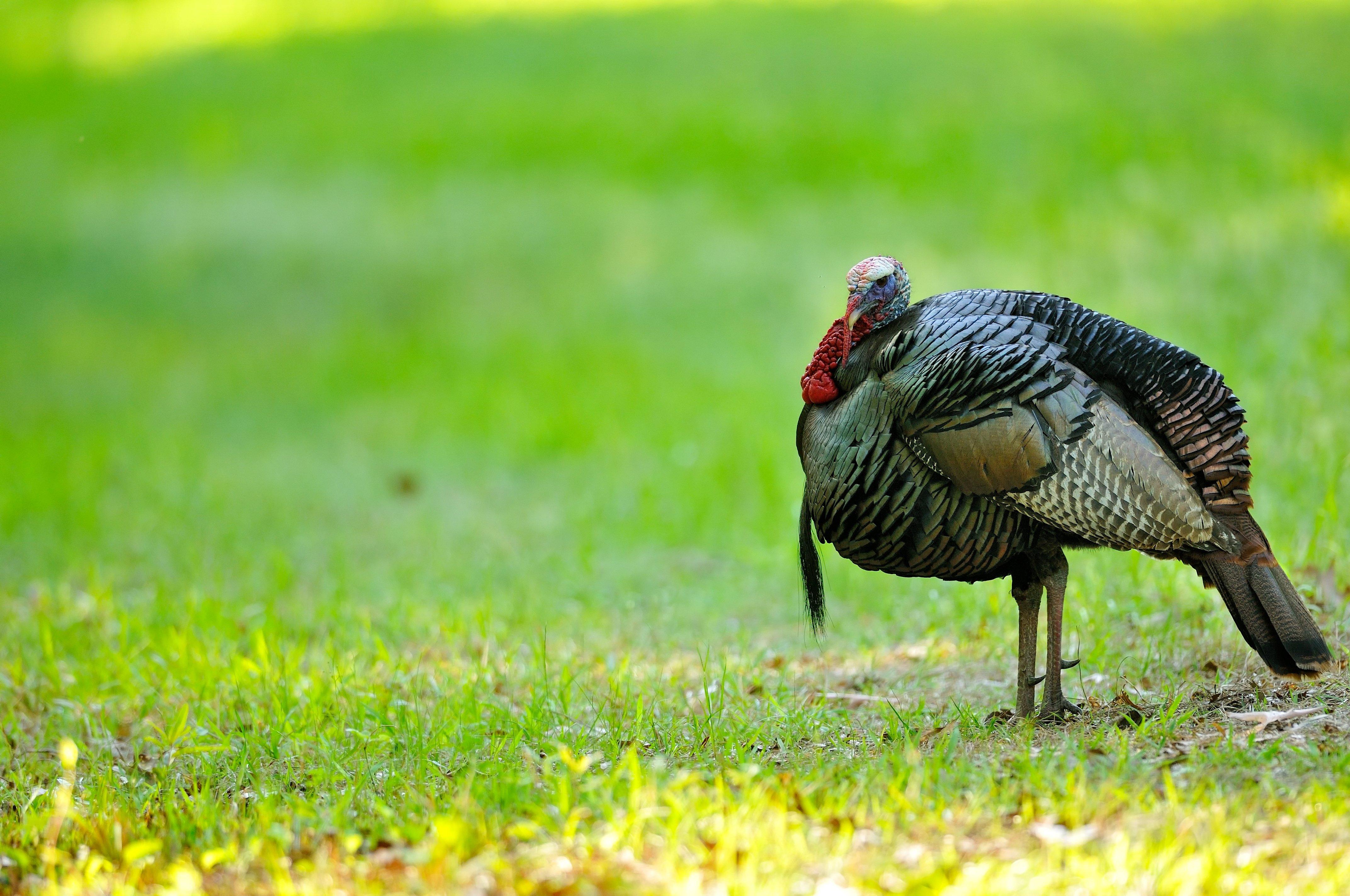 Turkey Hunting in Delaware. Image by Tes Randle Jolly
