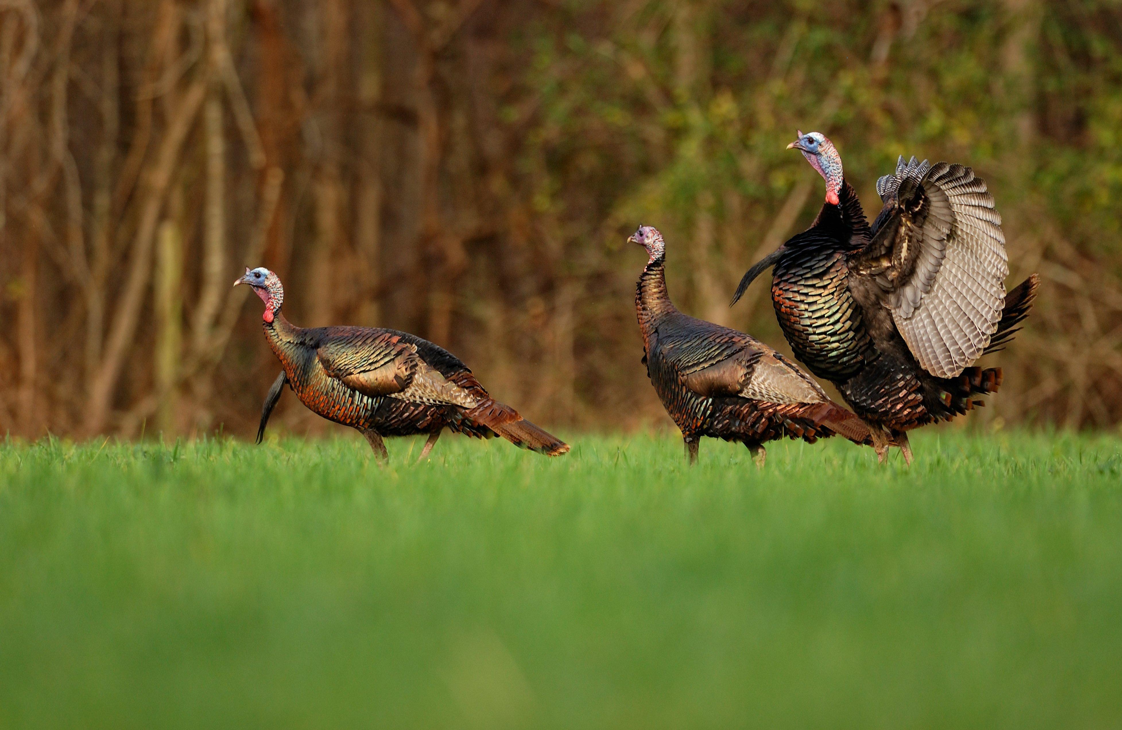 Turkey Hunting in Realtree Camo