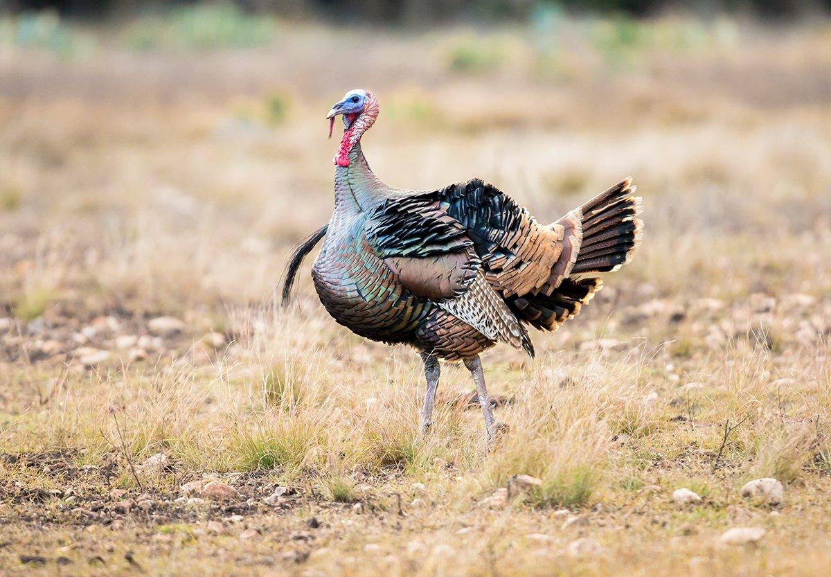 Turkey Hunting in Hawaii (©Gizmo Photo-Shutterstock)