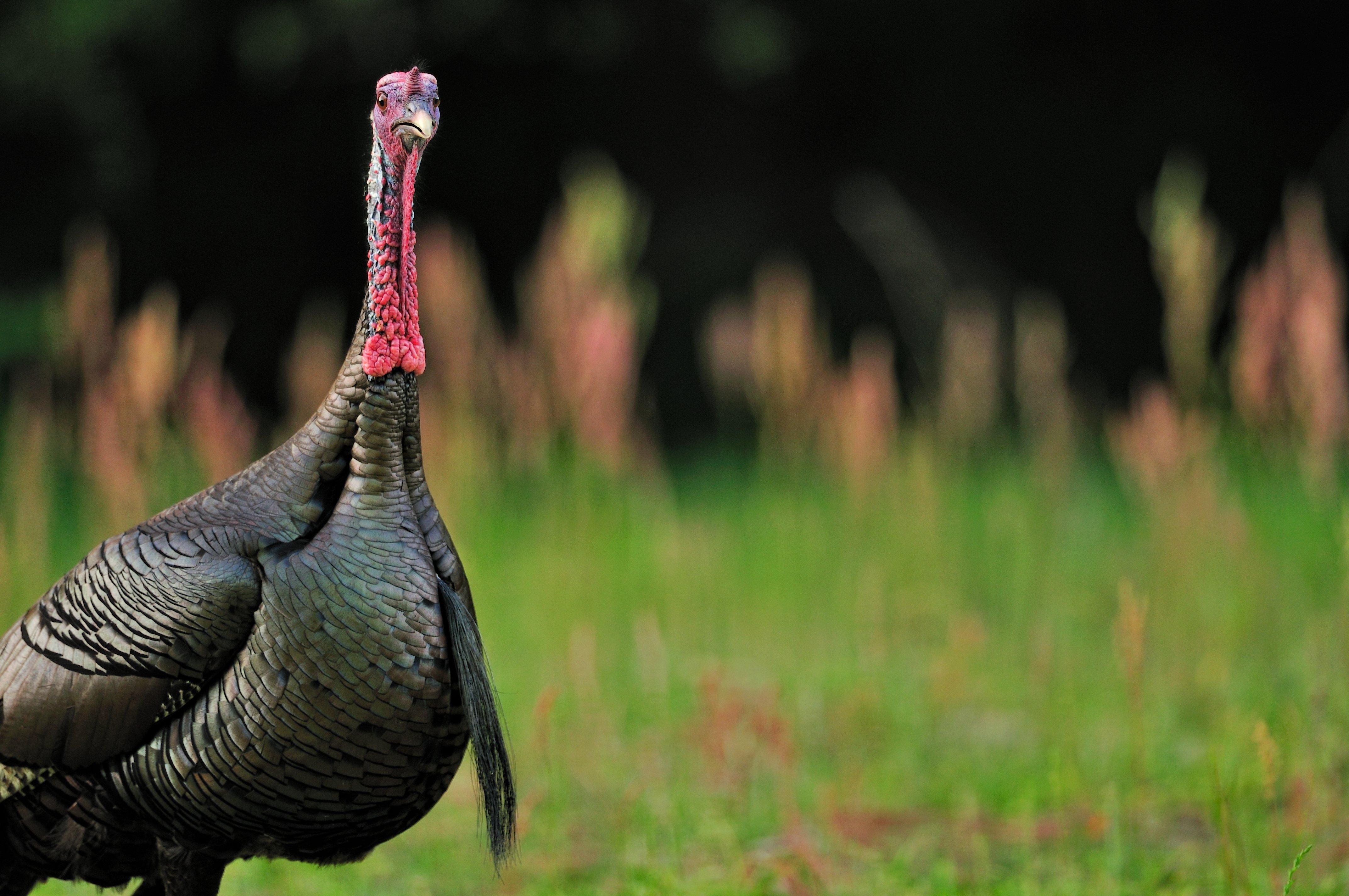 Turkey Hunting in Illinois © Tes Randle Jolly photo