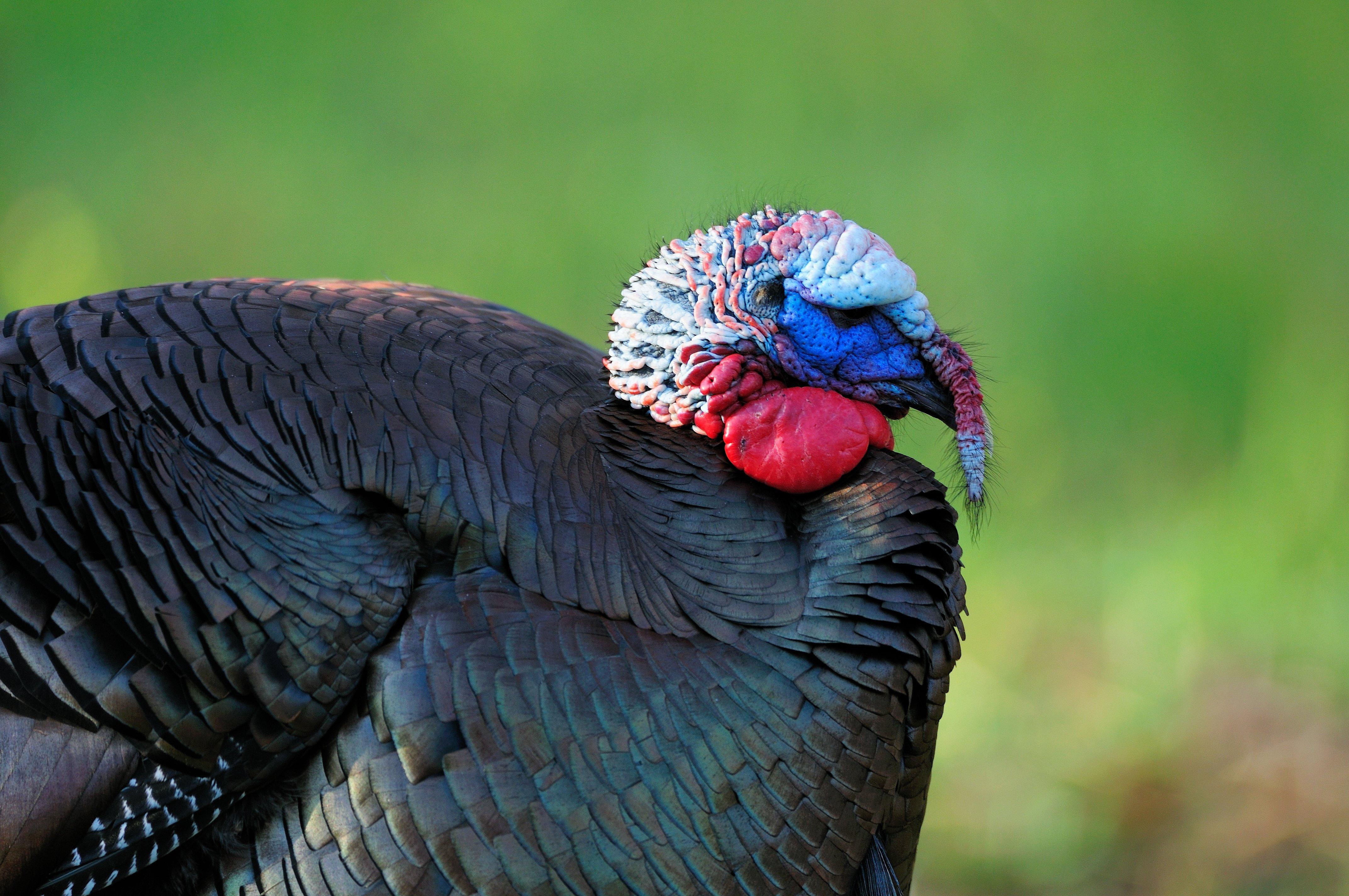 Turkey Hunting in Indiana (c) Tes Randle Jolly photo