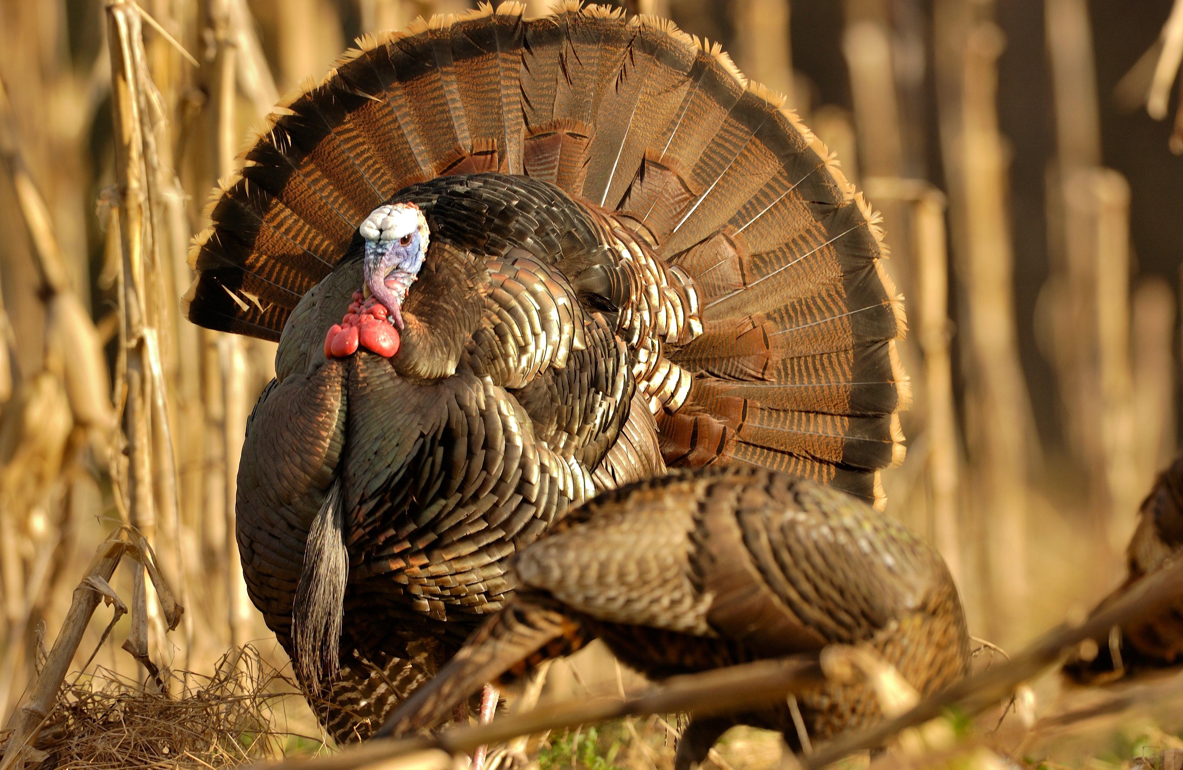 Turkey Hunting in Kansas. (c) Tes Randle Jolly photo