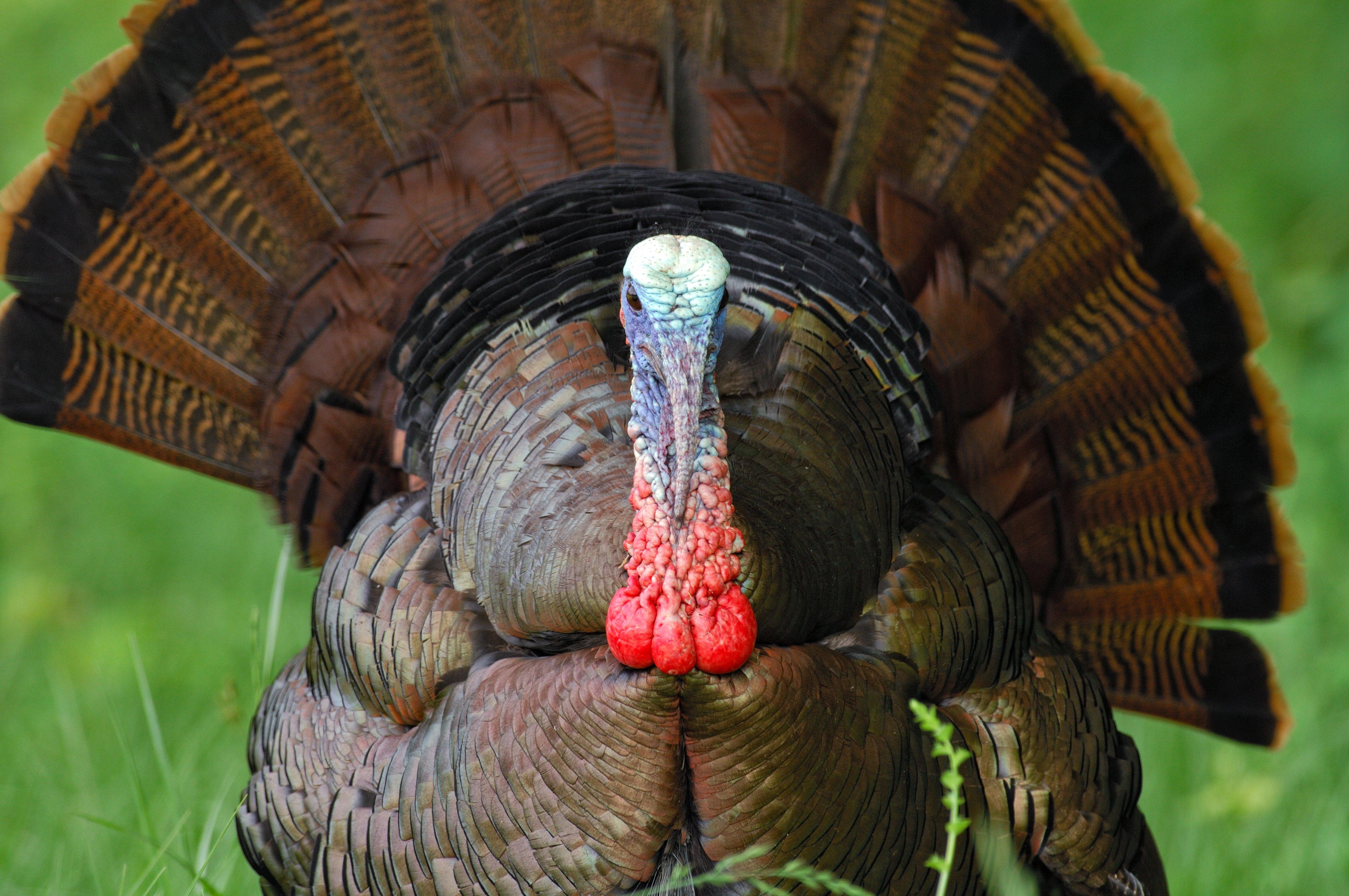 Turkey Hunting in Kentucky (c) Ted Randle Jolly photo