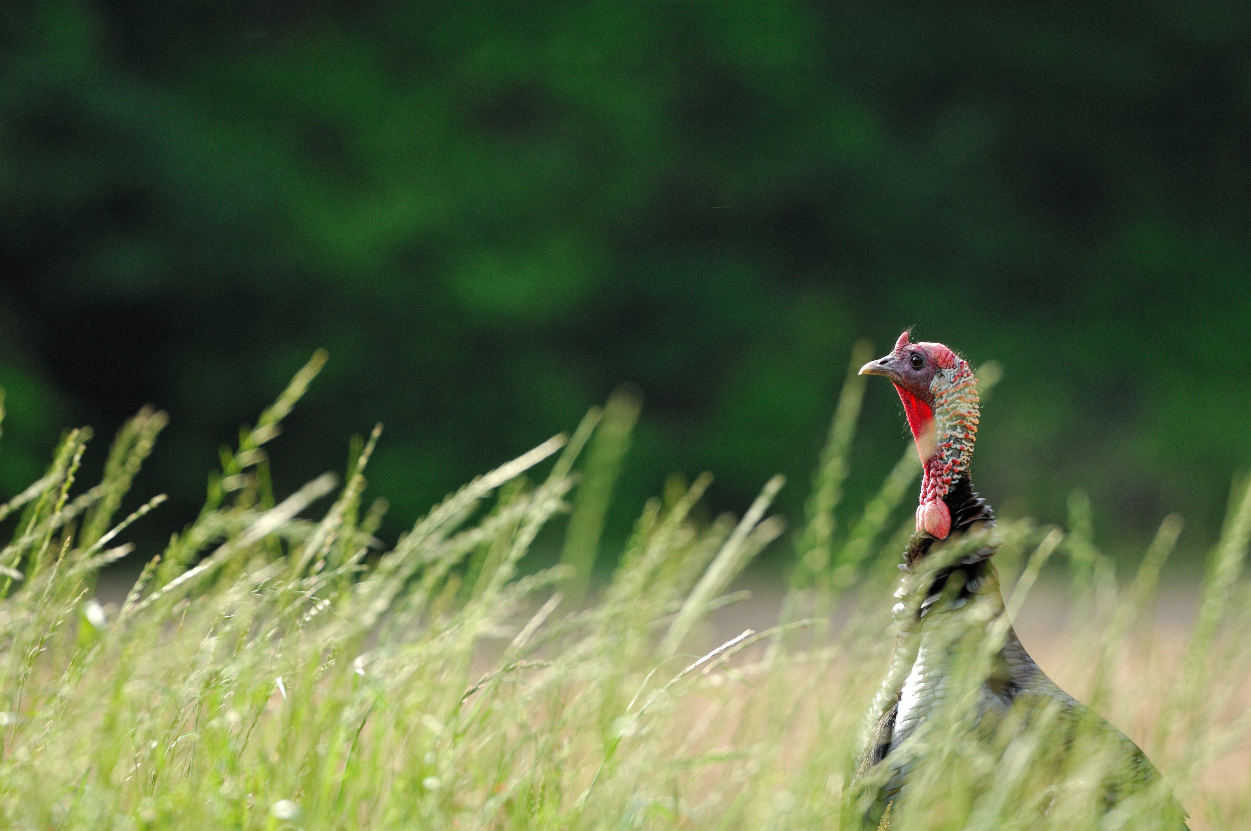 Turkey Hunting in Louisiana (c) Tes Randle Jolly photo
