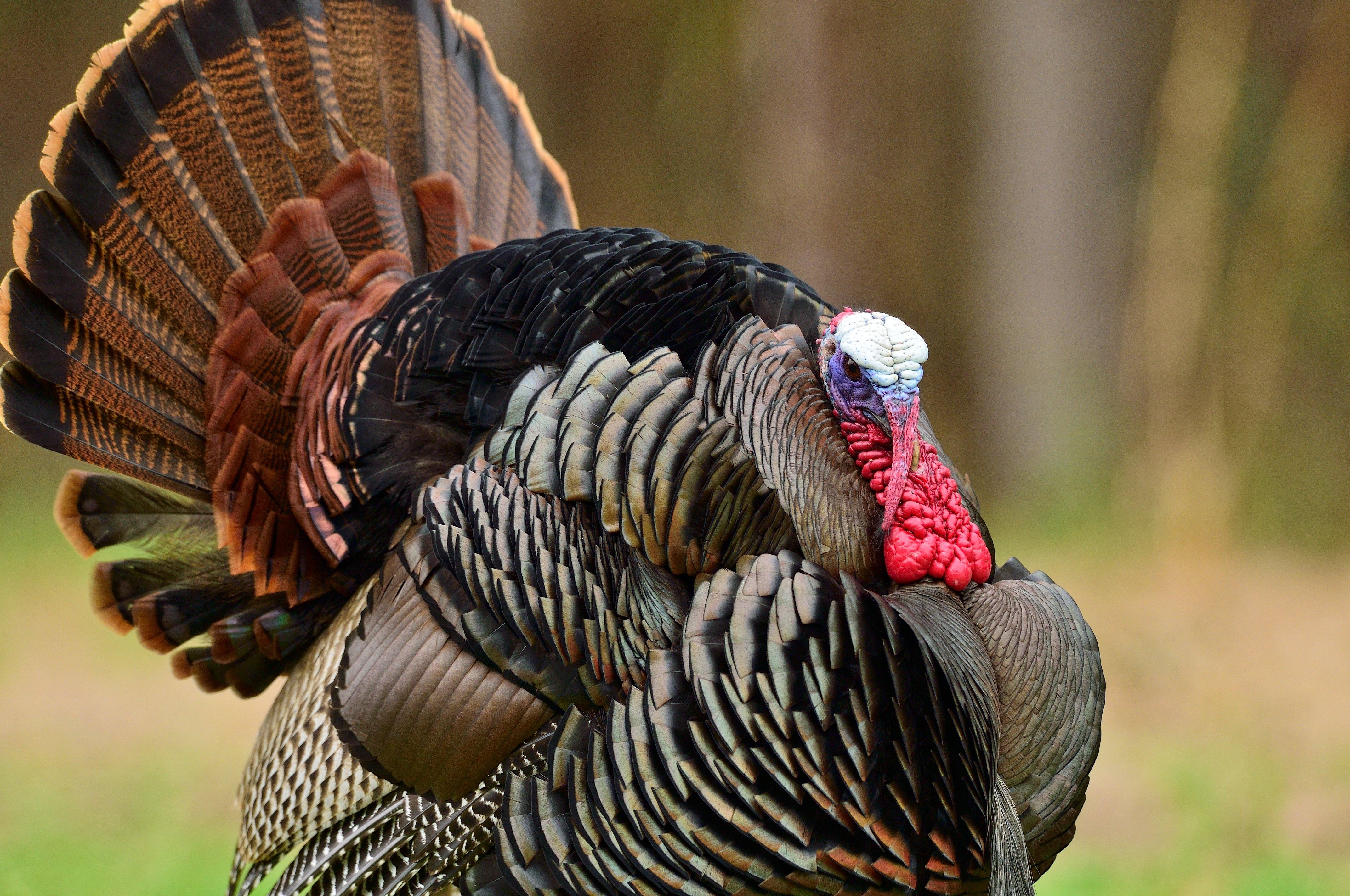 Turkey Hunting in Maryland. Image by Tes Randle Jolly