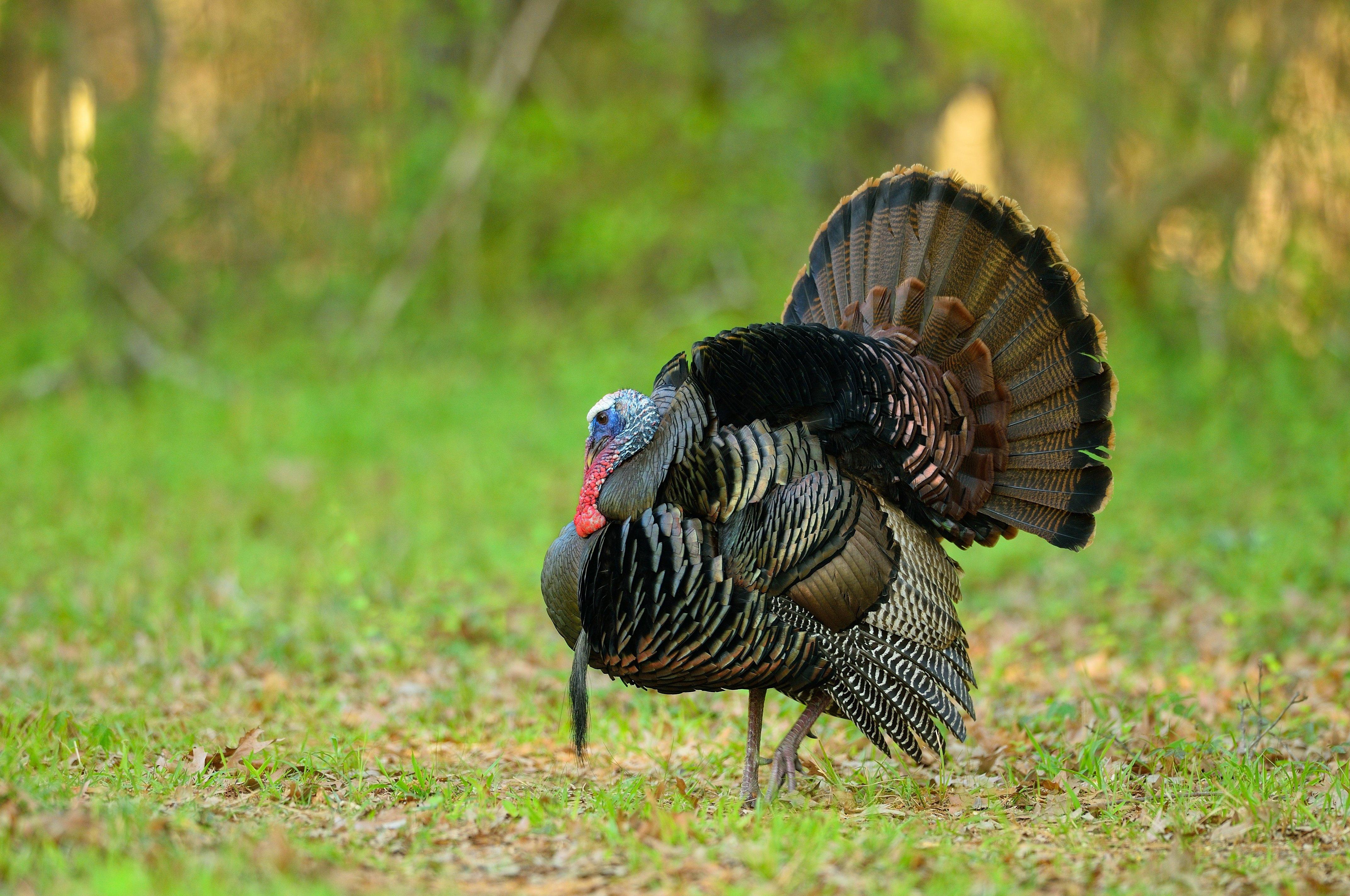 Turkey Hunting in Massachusetts. Image by Tes Randle Jolly