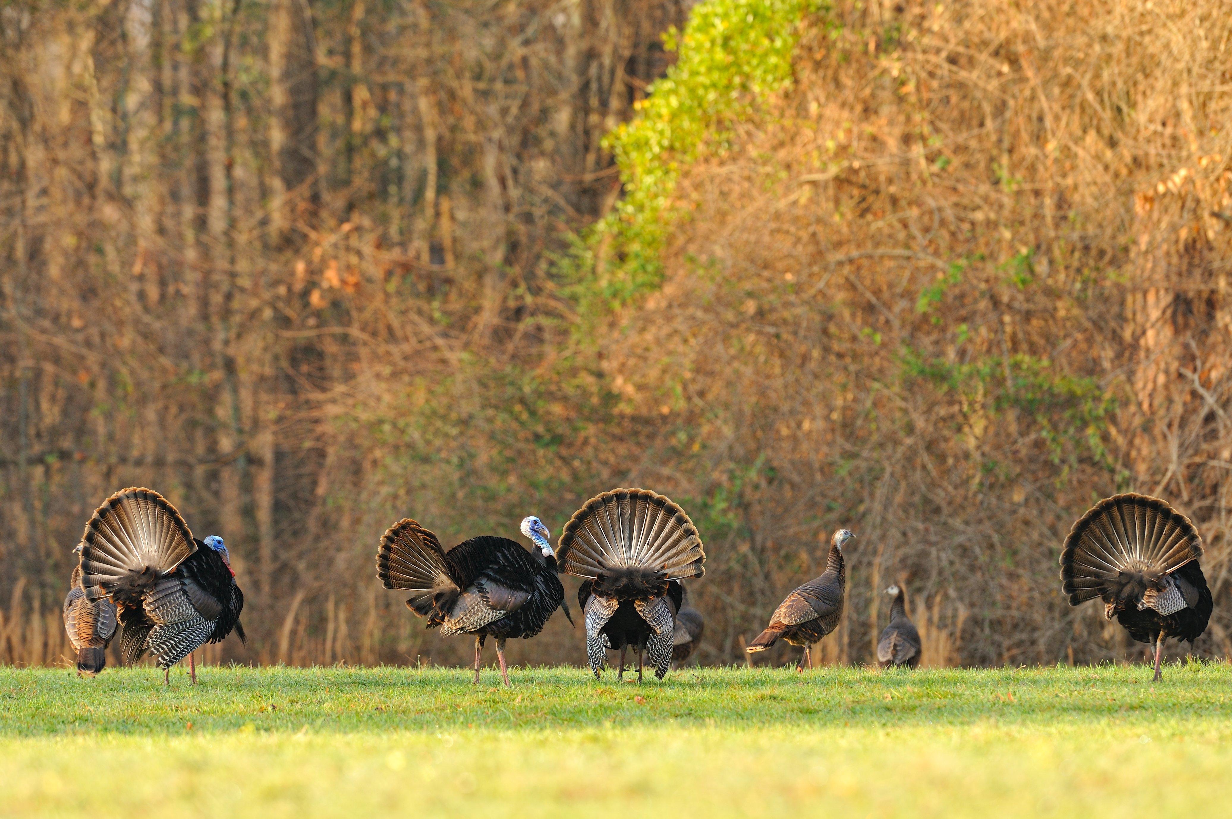 Turkey Hunting in Michigan (c) Tes Randle Jolly photo