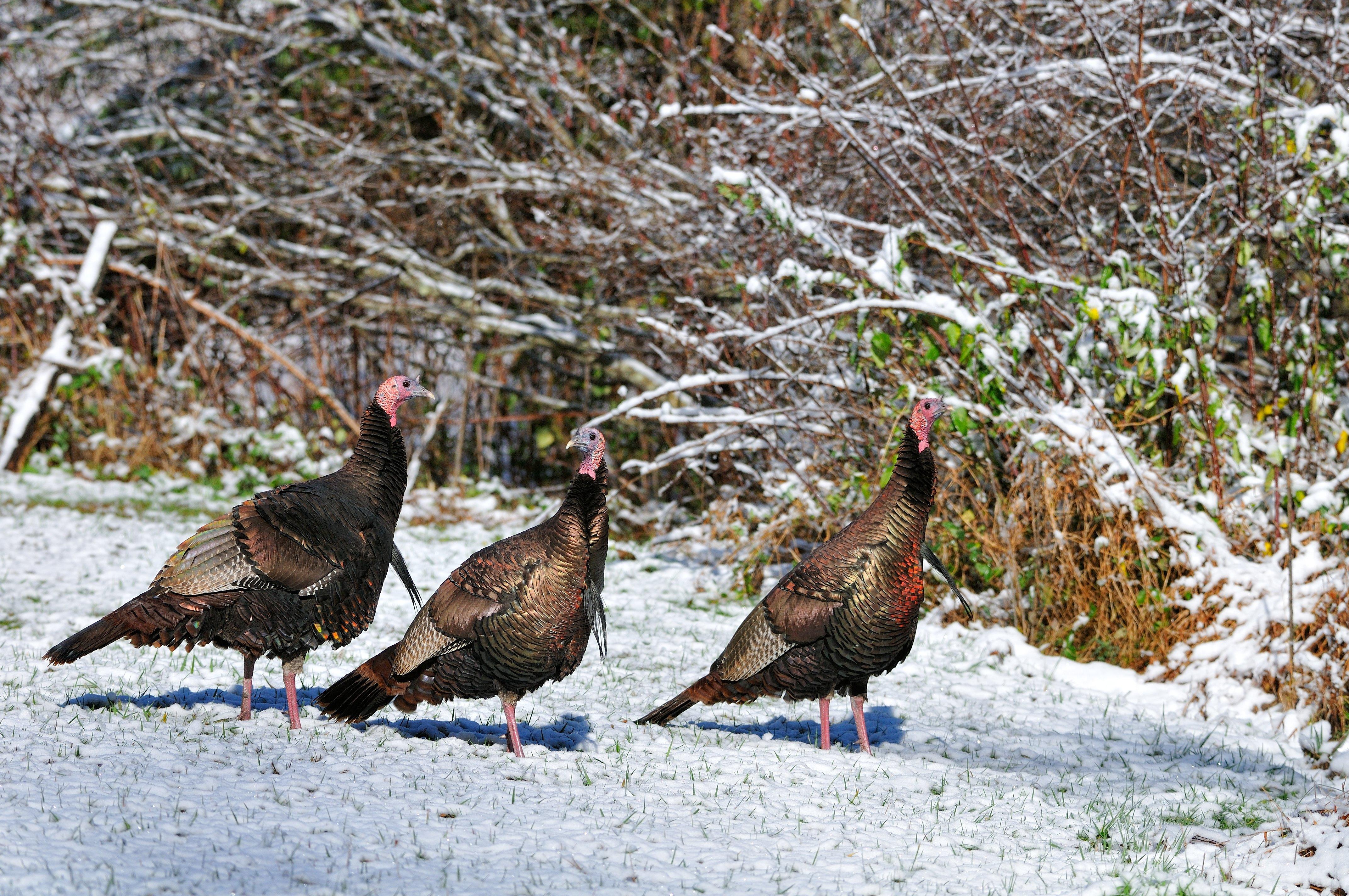 Turkey Hunting in Minnesota © Tes Randle Jolly photo