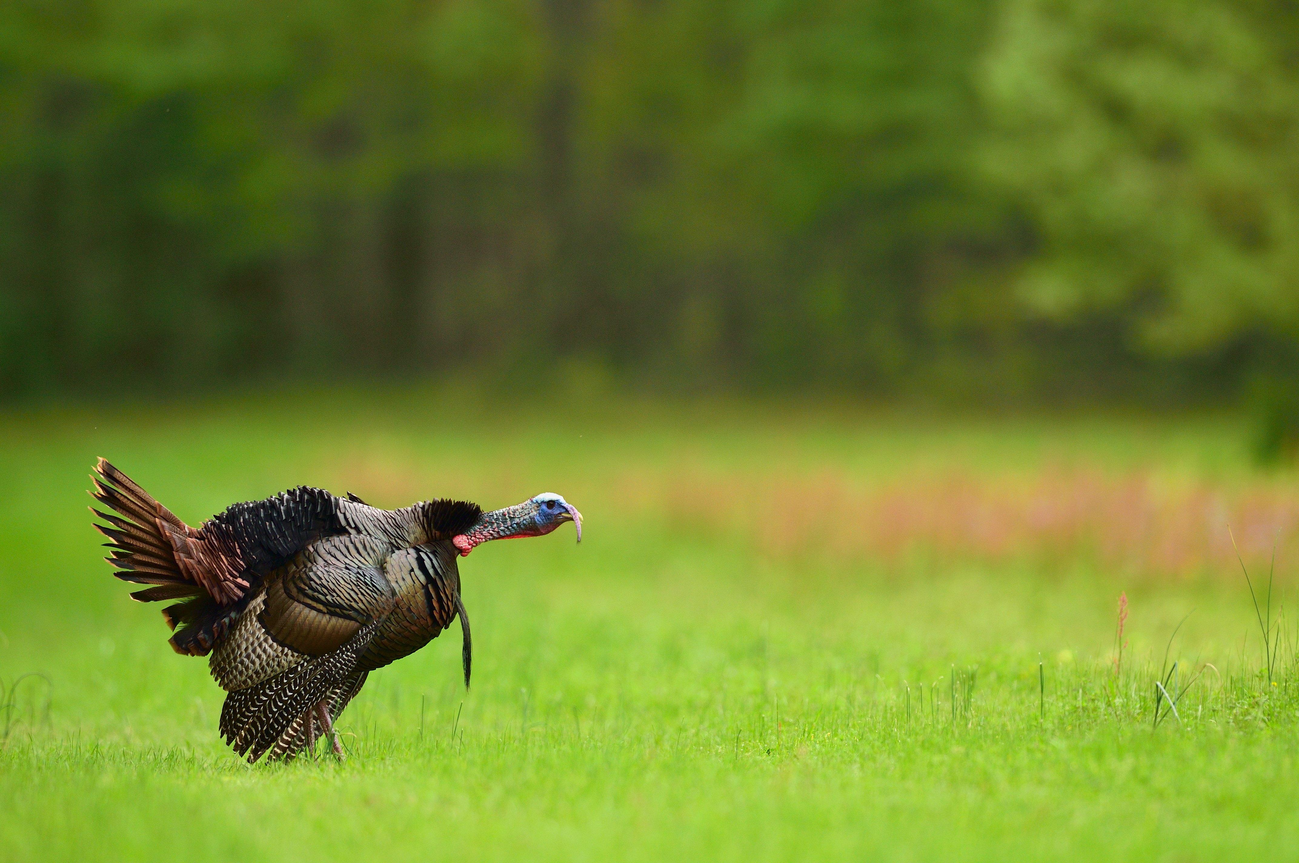 Turkey Hunting in Mississippi (c) Tes Randle Jolly photo