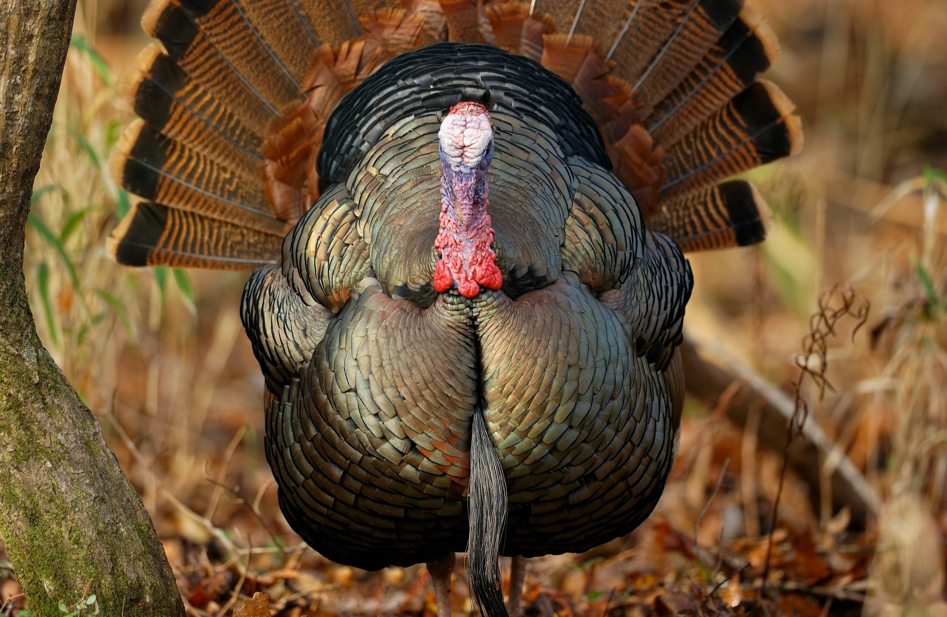 Turkey Hunting in Missouri © Tes Randle Jolly photo