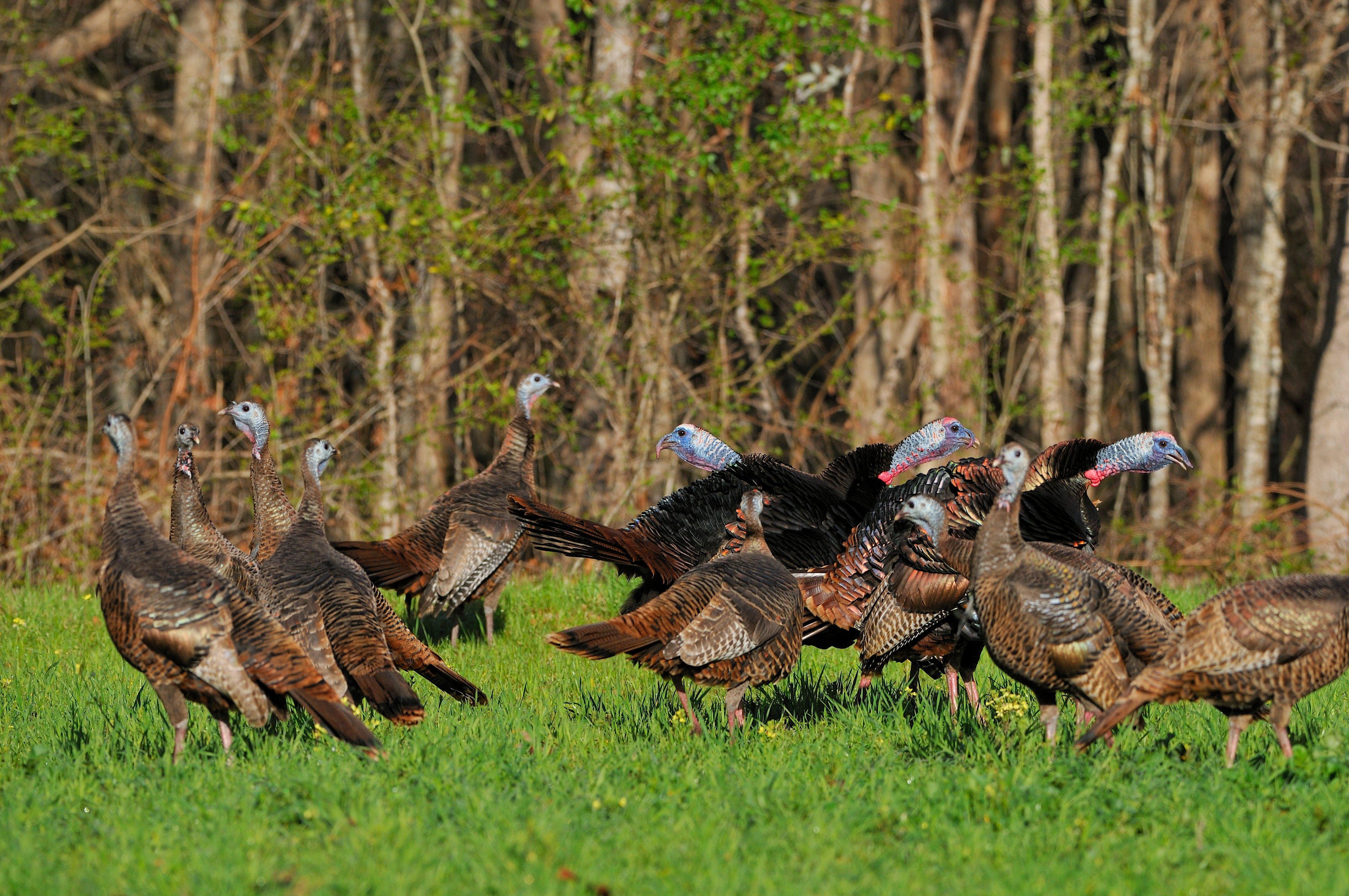 Turkey Hunting in Nebraska (c) Tes Randle Jolly photo