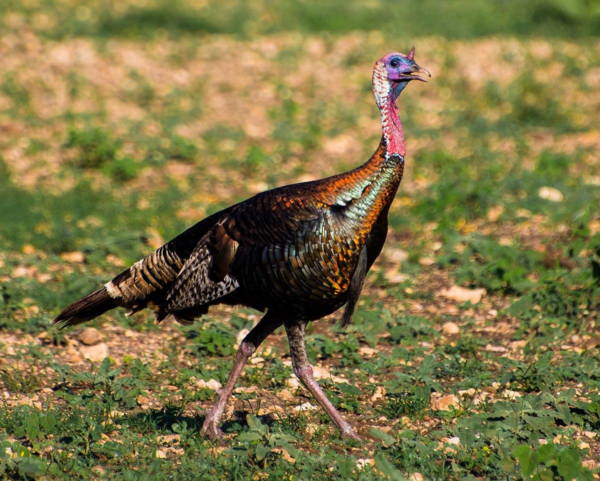 Turkey Hunting in Nevada © GizmoPhoto-Shutterstock photo
