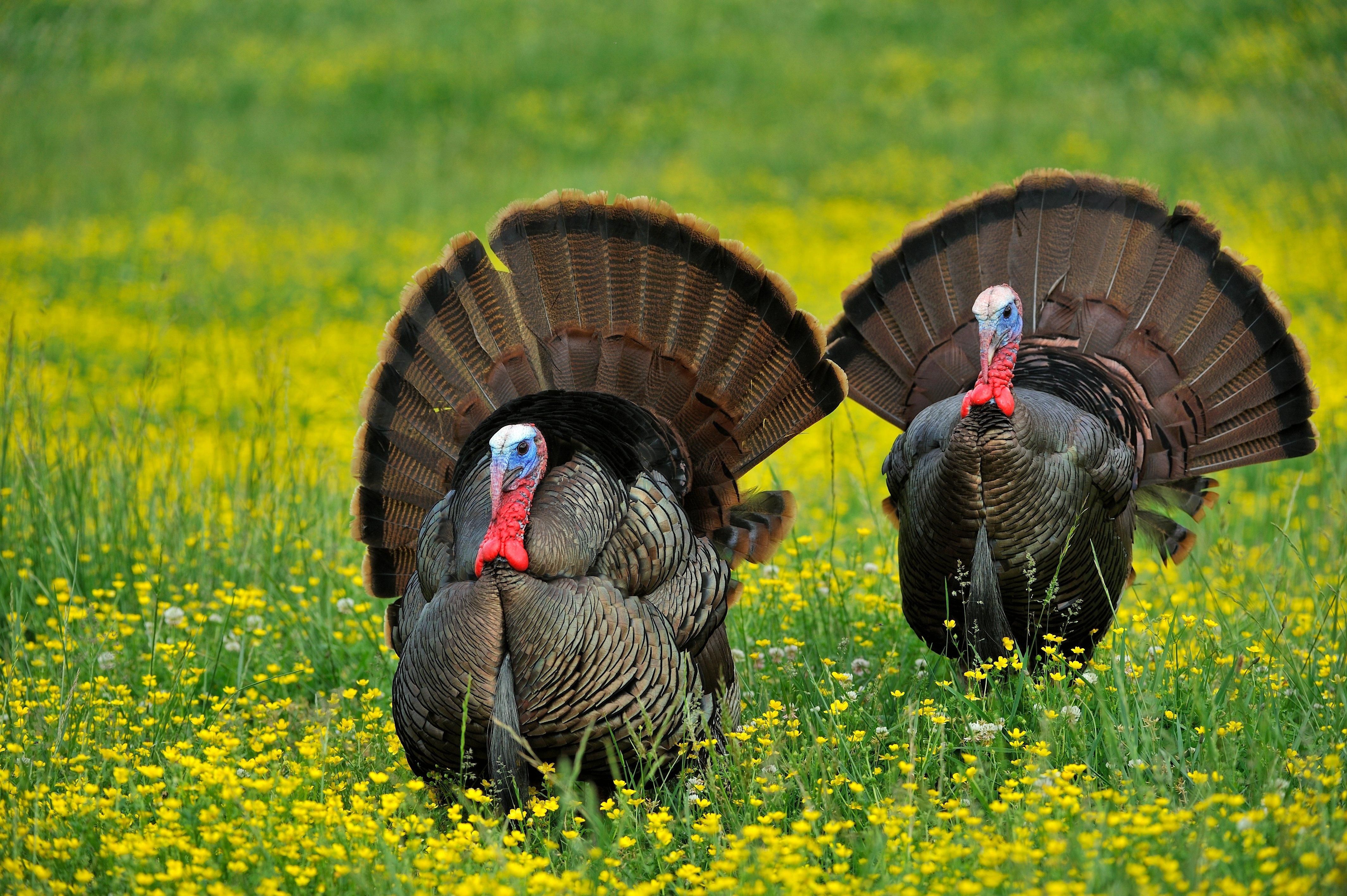 Turkey Hunting in New Hampshire. Image by Tes Randle Jolly