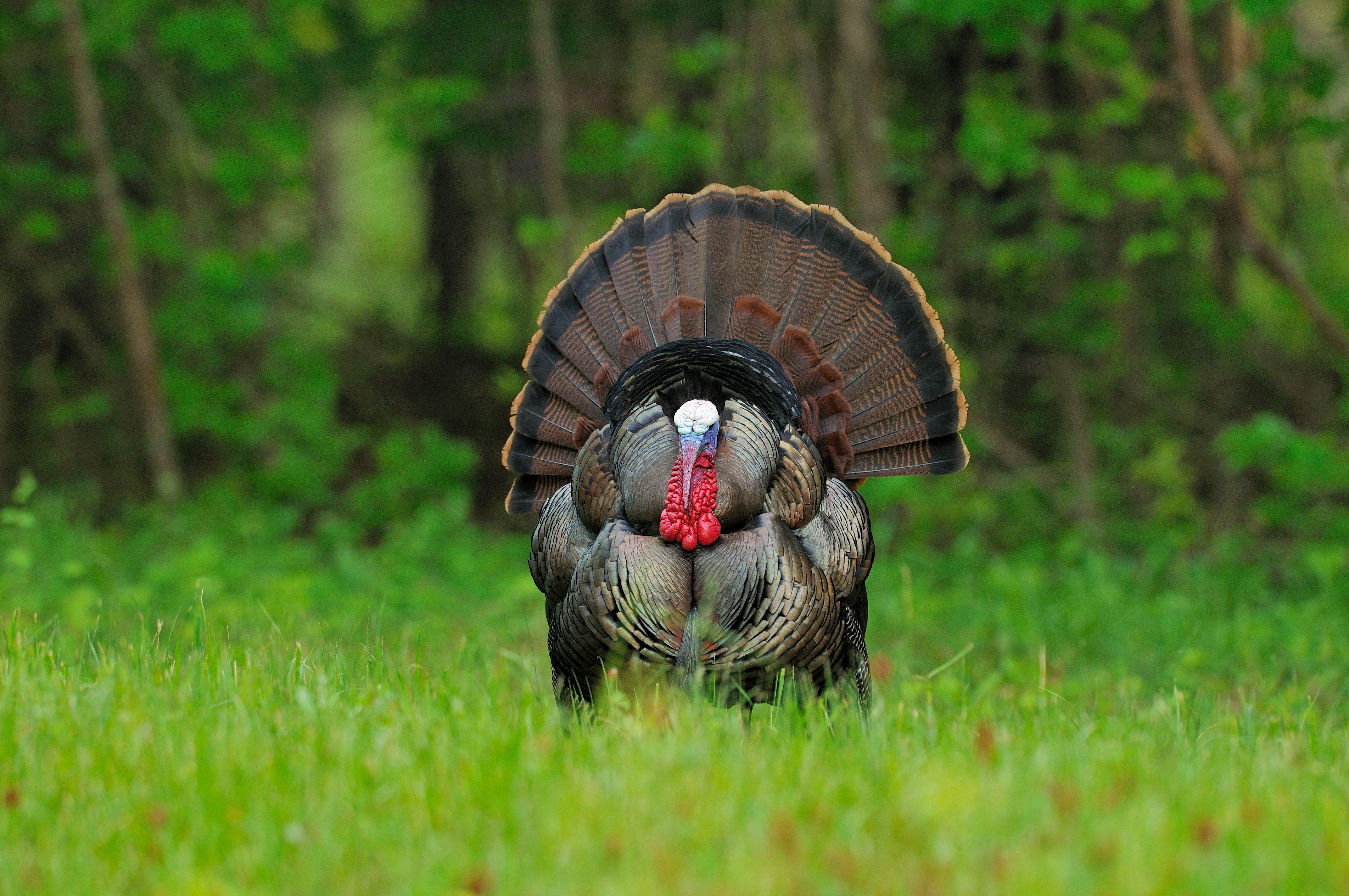 Turkey Hunting in New Jersey. Image by Tes Randle Jolly