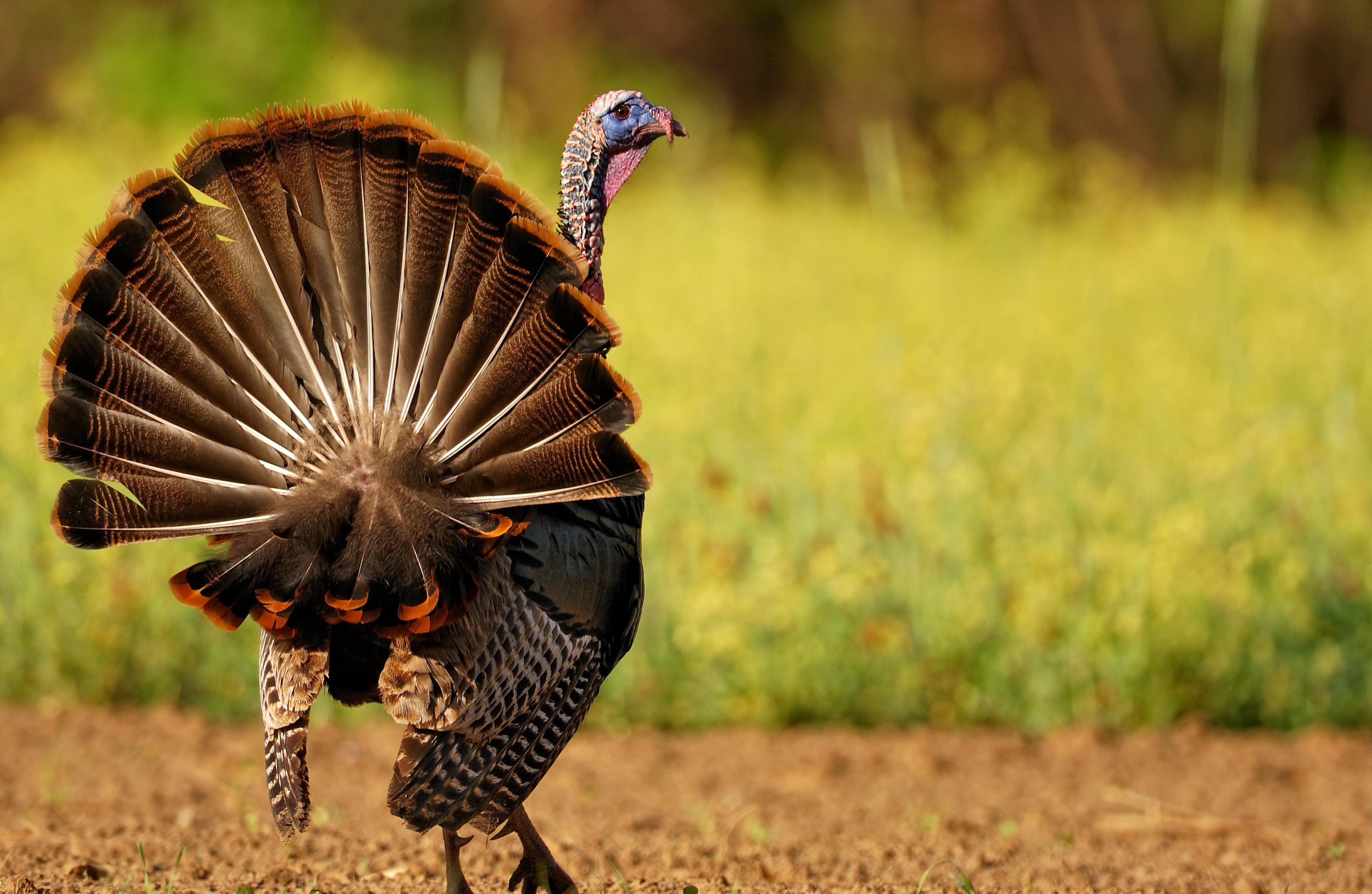 Turkey Hunting in North Carolina (c) Tes Randle Jolly photo