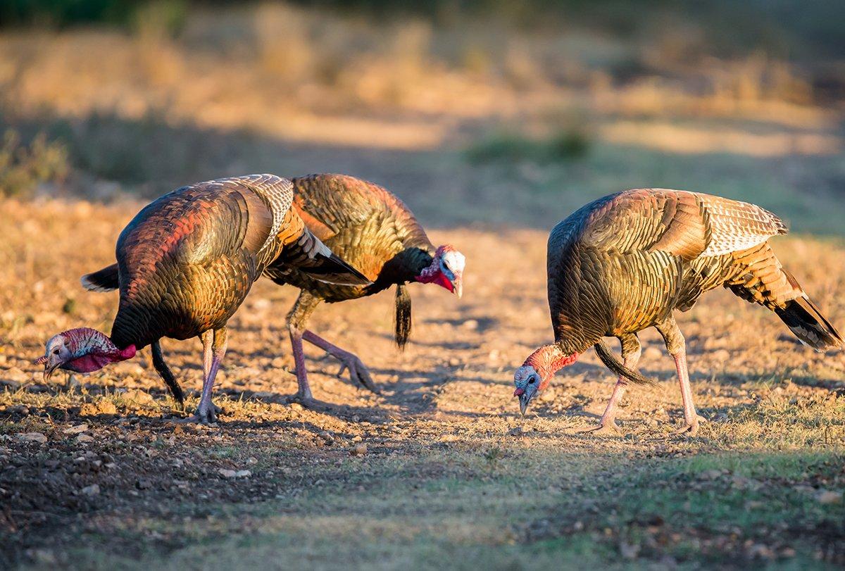 Turkey Hunting in North Dakota (© GizmoPhoto-Shutterstock)