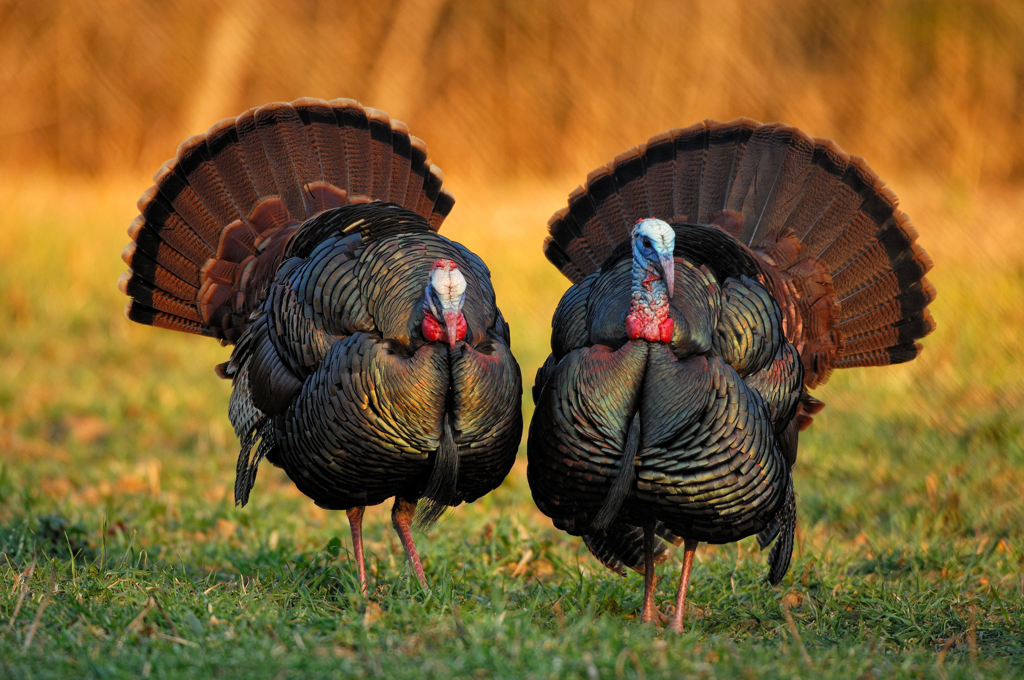 Turkey Hunting in Ohio (c) Tes Randle Jolly photo