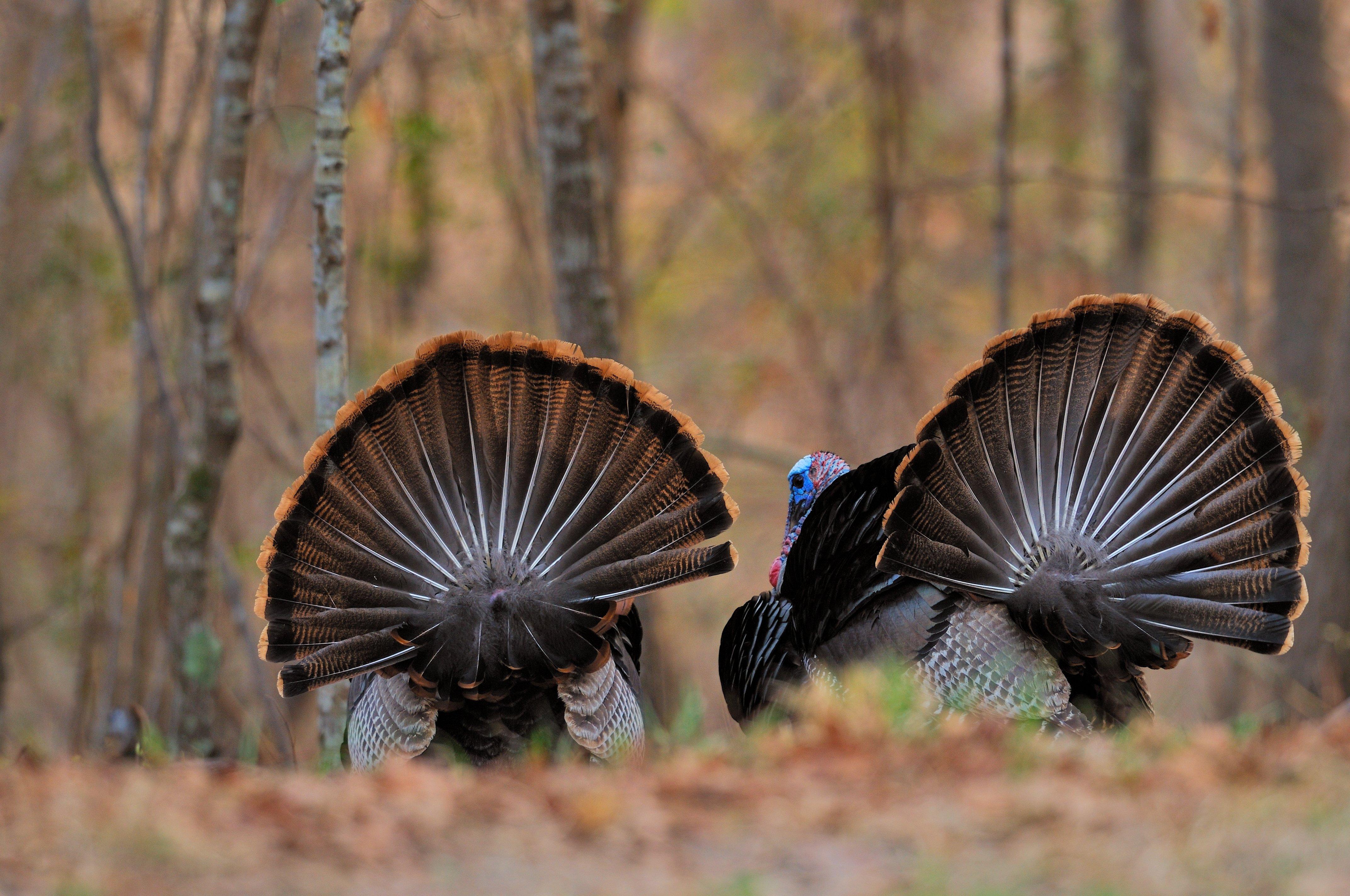 Turkey Hunting in Pennsylvania. Image by Tes Randle Jolly
