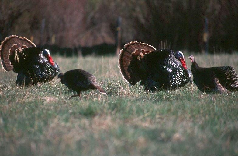 Turkey Hunting in South Dakota © John Hafner photo